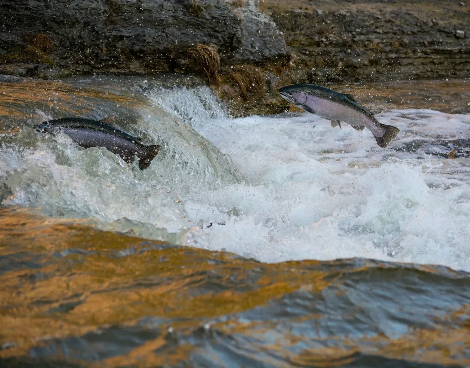 A side view of an Atlantic salmon with a silvery body, scattered dark spots and a forked tail.