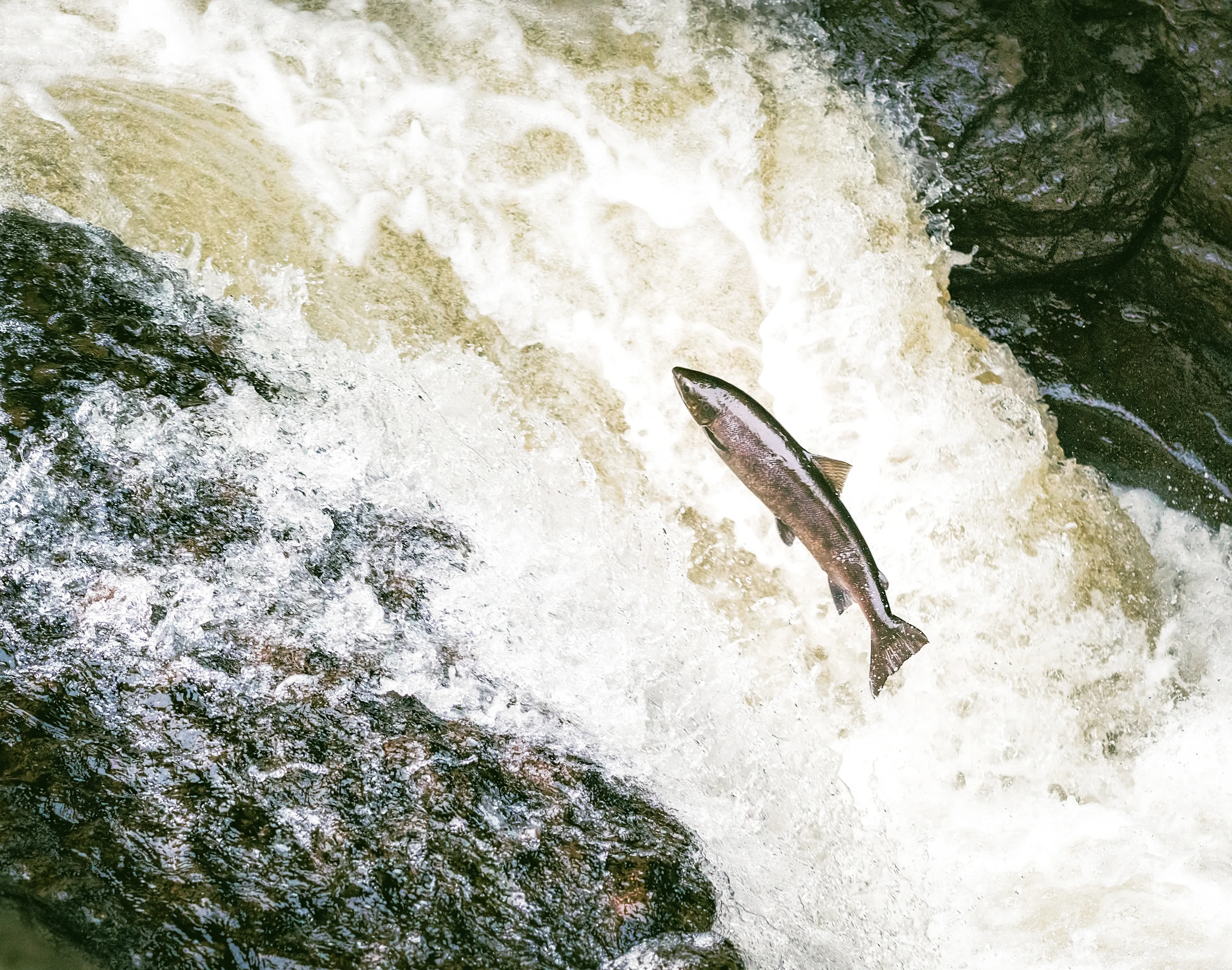 An Atlantic salmon leaping through white spray beside dark wet rocks as it jumps a waterfall.