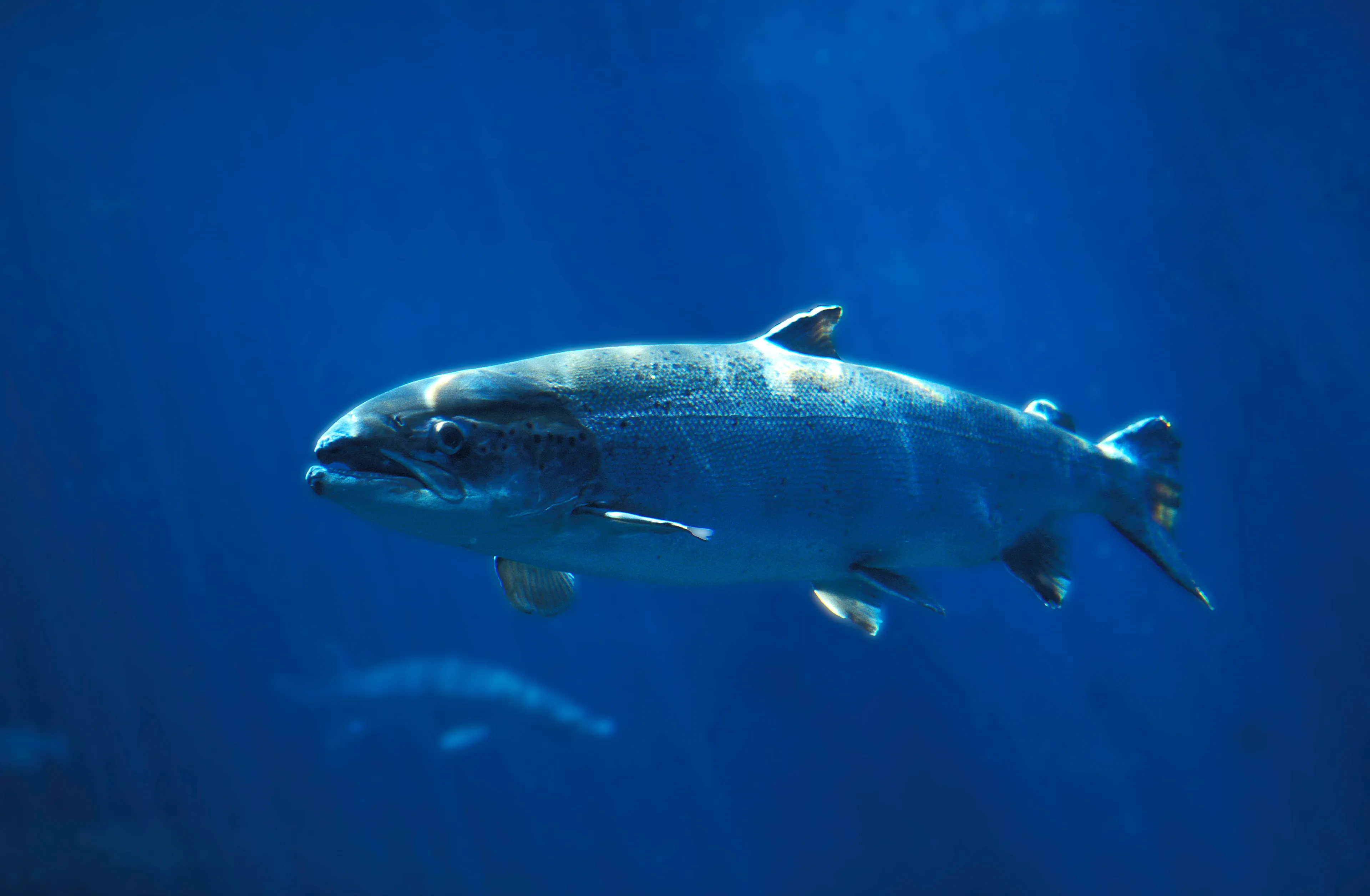 A silvery Atlantic salmon swimming in deep blue water, lit from above with light rays filtering down.