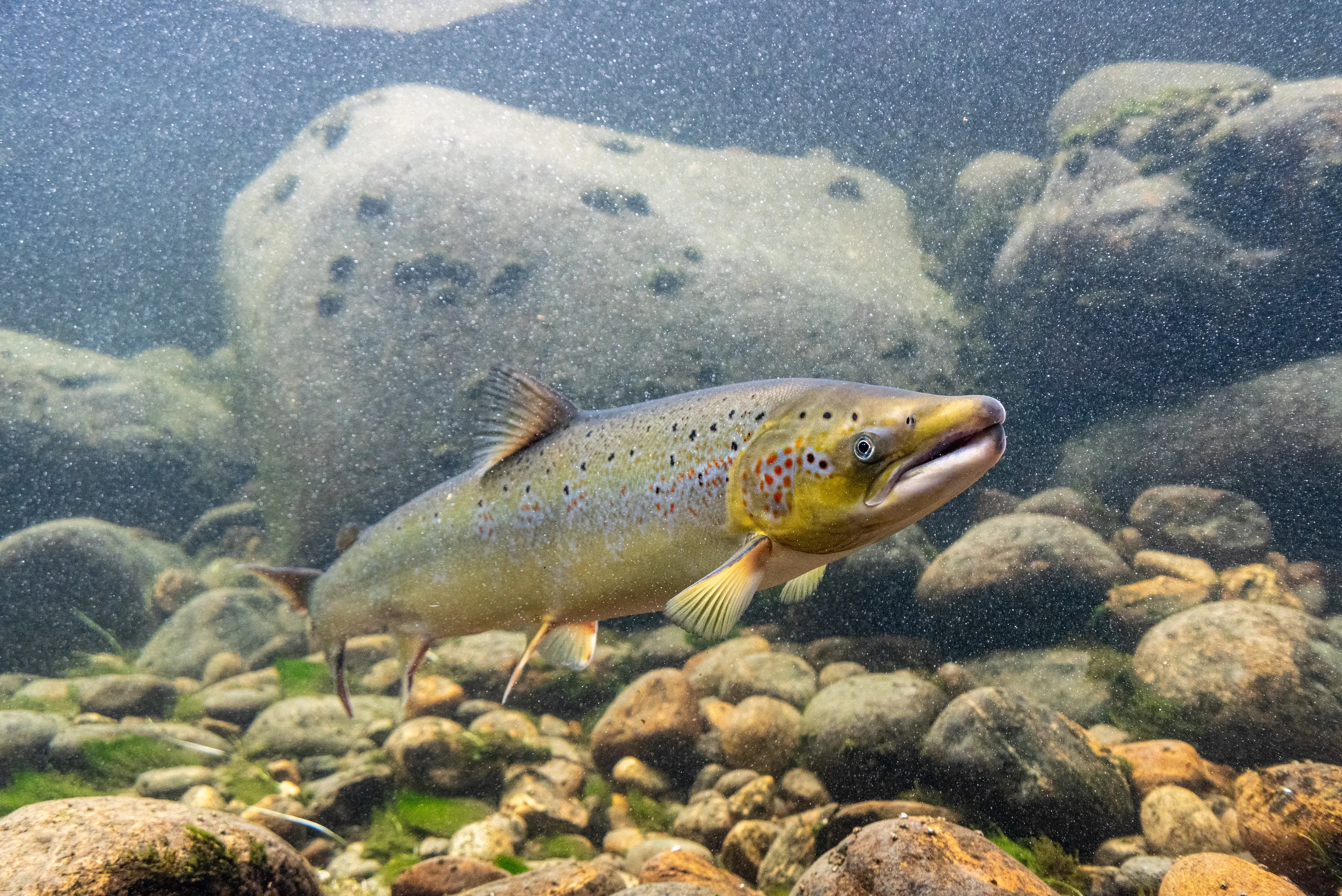An Atlantic salmon swimming above a pebble riverbed in clear water, showing silvery flanks with dark spots and translucent fins.