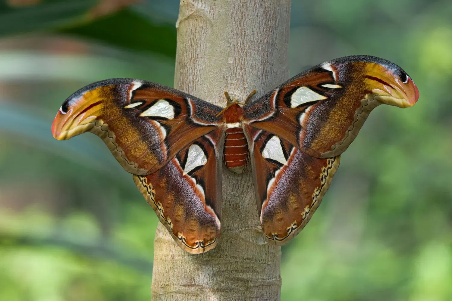A large reddish-brown atlas moth resting on a tree trunk with wings spread, showing triangular clear windows and hooked wingtips.