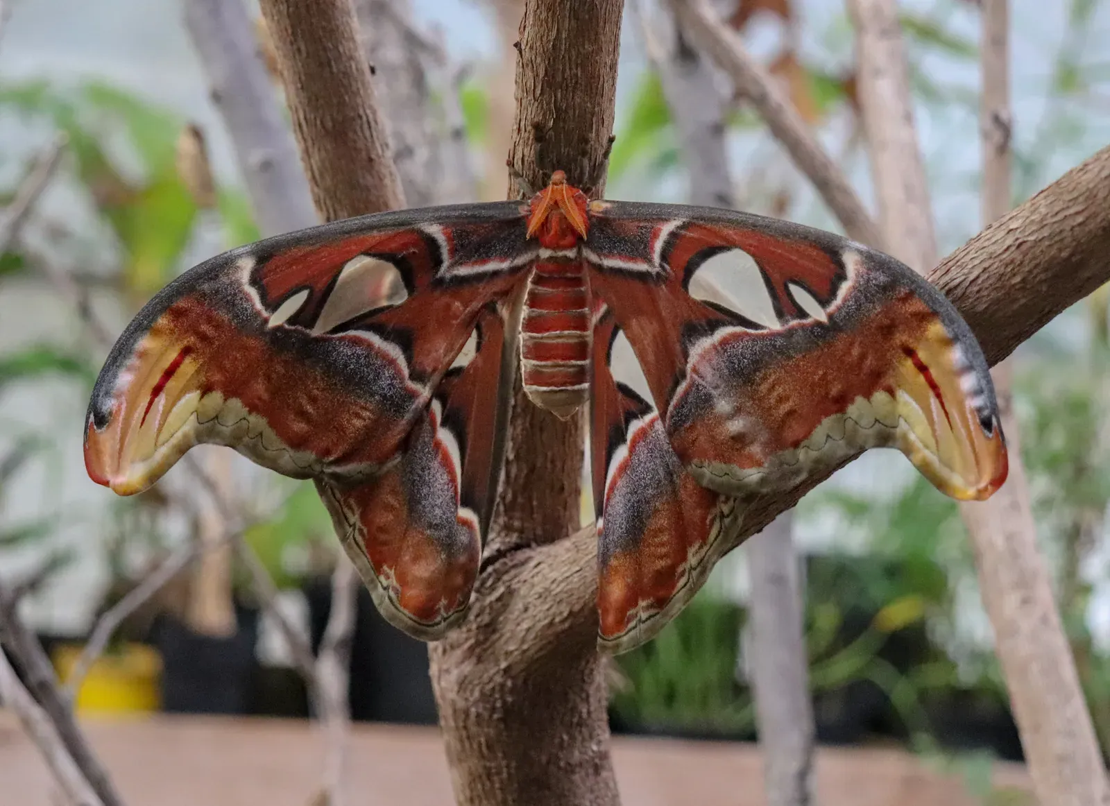 An atlas moth resting with its broad patterned wings spread at Stratford Butterfly Farm.