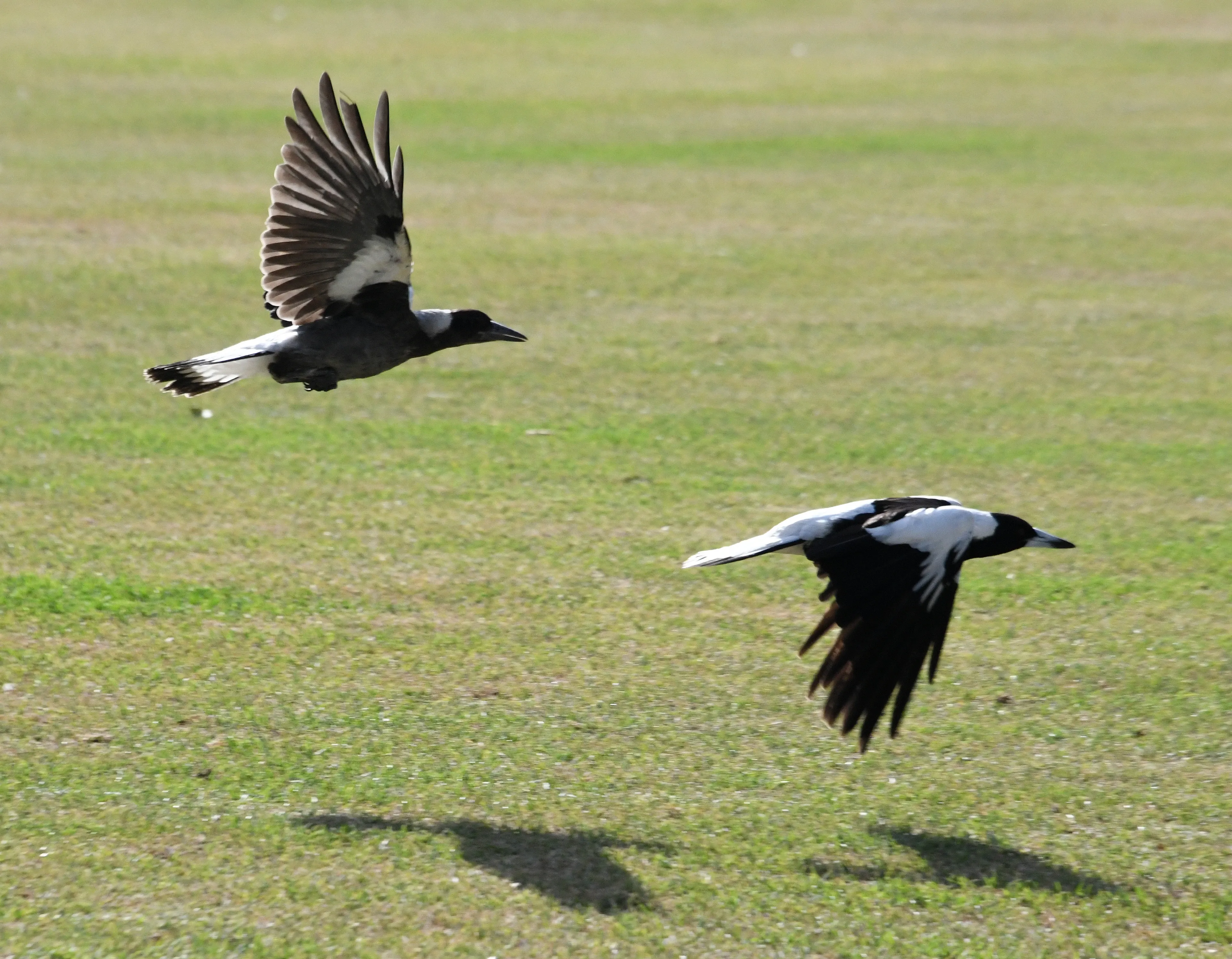 Two black-and-white Australian magpies flying low over an open grassy field with their broad wings spread.