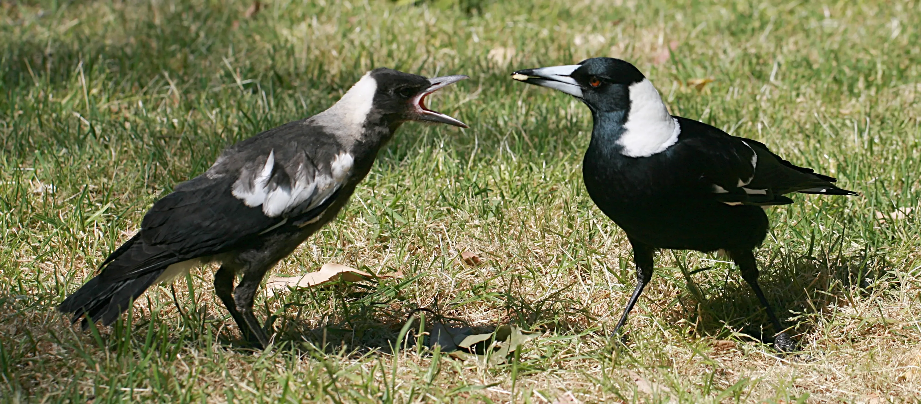 A grey juvenile Australian magpie calling beside a black-and-white adult that is holding a small piece of apple in its bill.