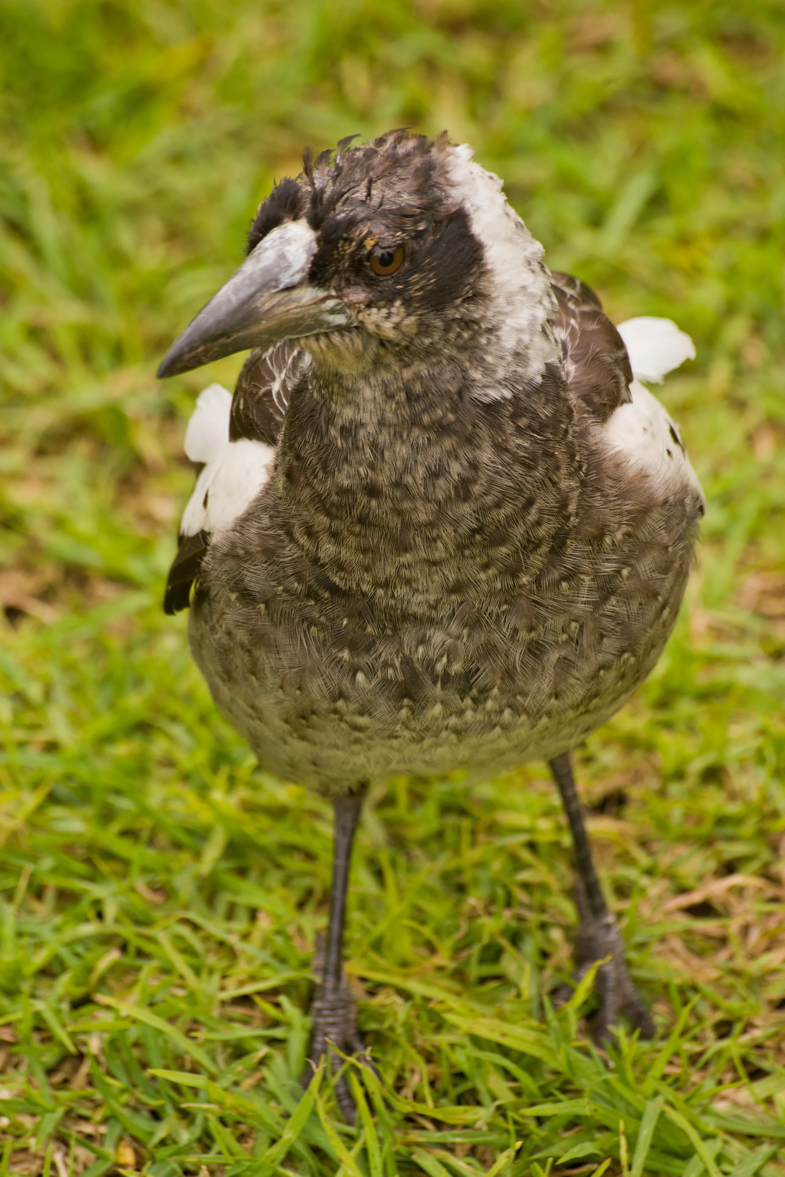 A young Australian magpie standing on grass, showing mottled grey breast and head feathers among its developing black-and-white plumage.