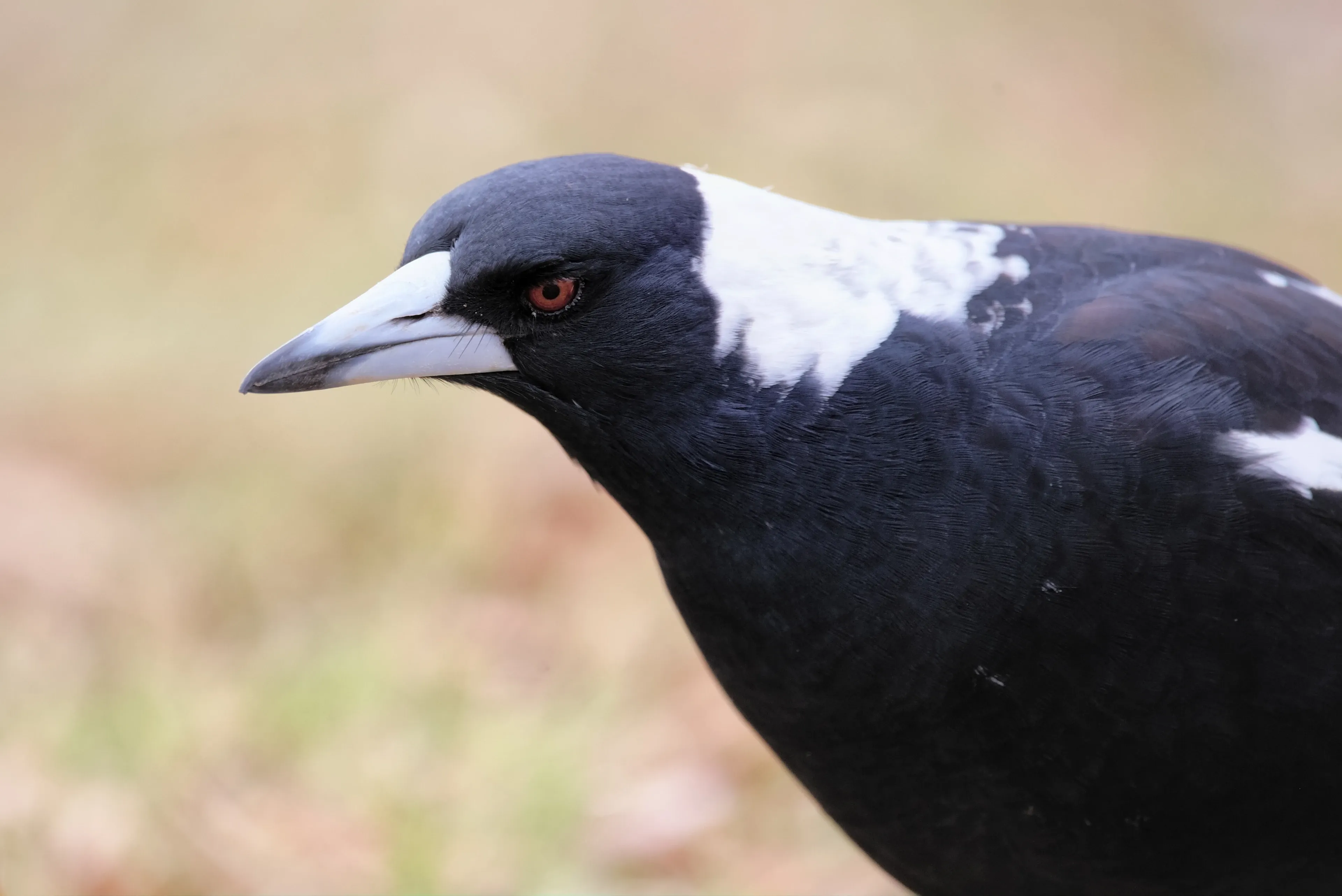 Close side view of an adult Australian magpie with glossy black feathers, a white nape, pale bill and reddish-brown eye.