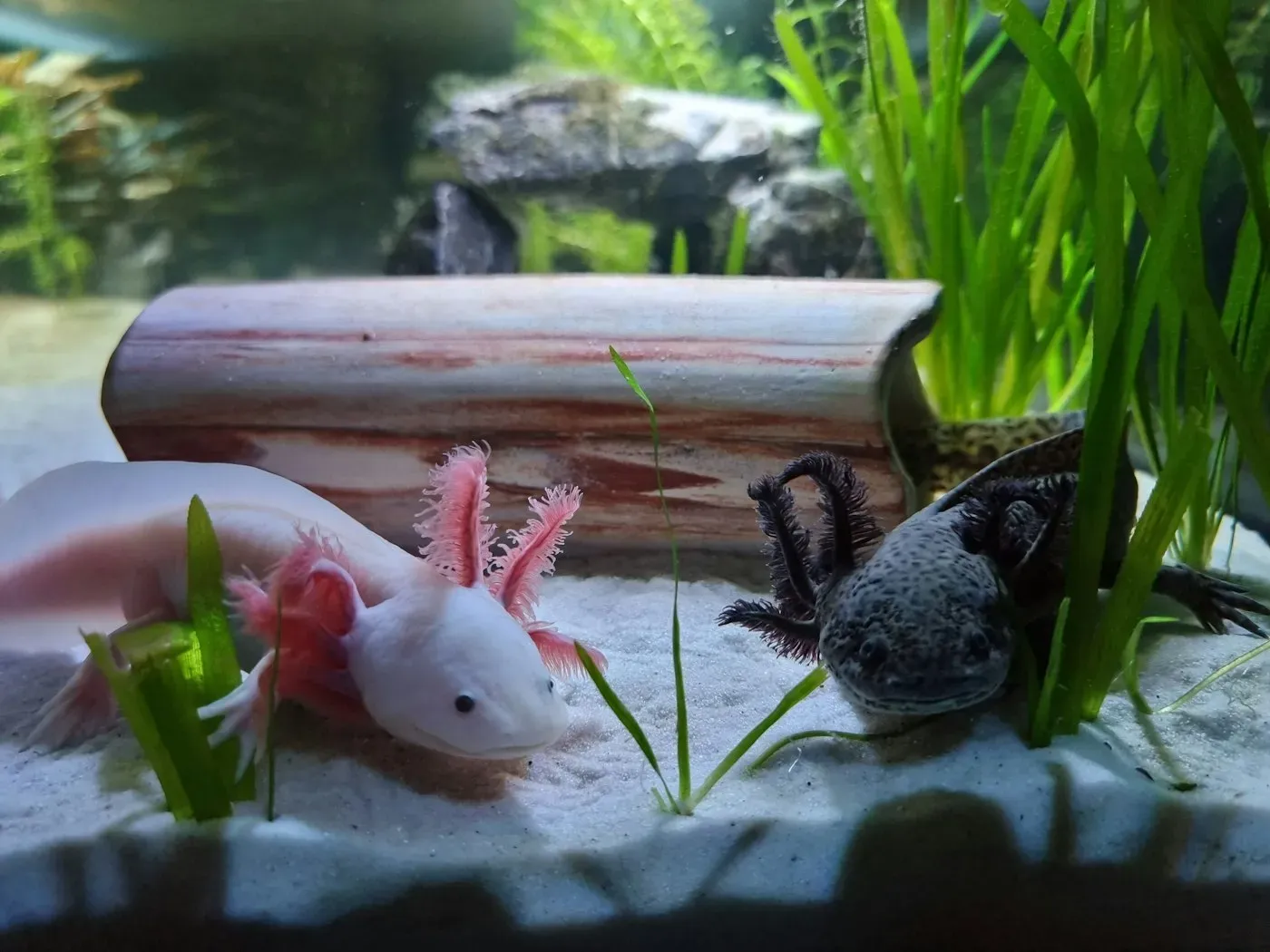 A pale pink axolotl and a dark, spotted axolotl resting on pale sand in an aquarium, their feathery external gills fanning out behind their wide heads.