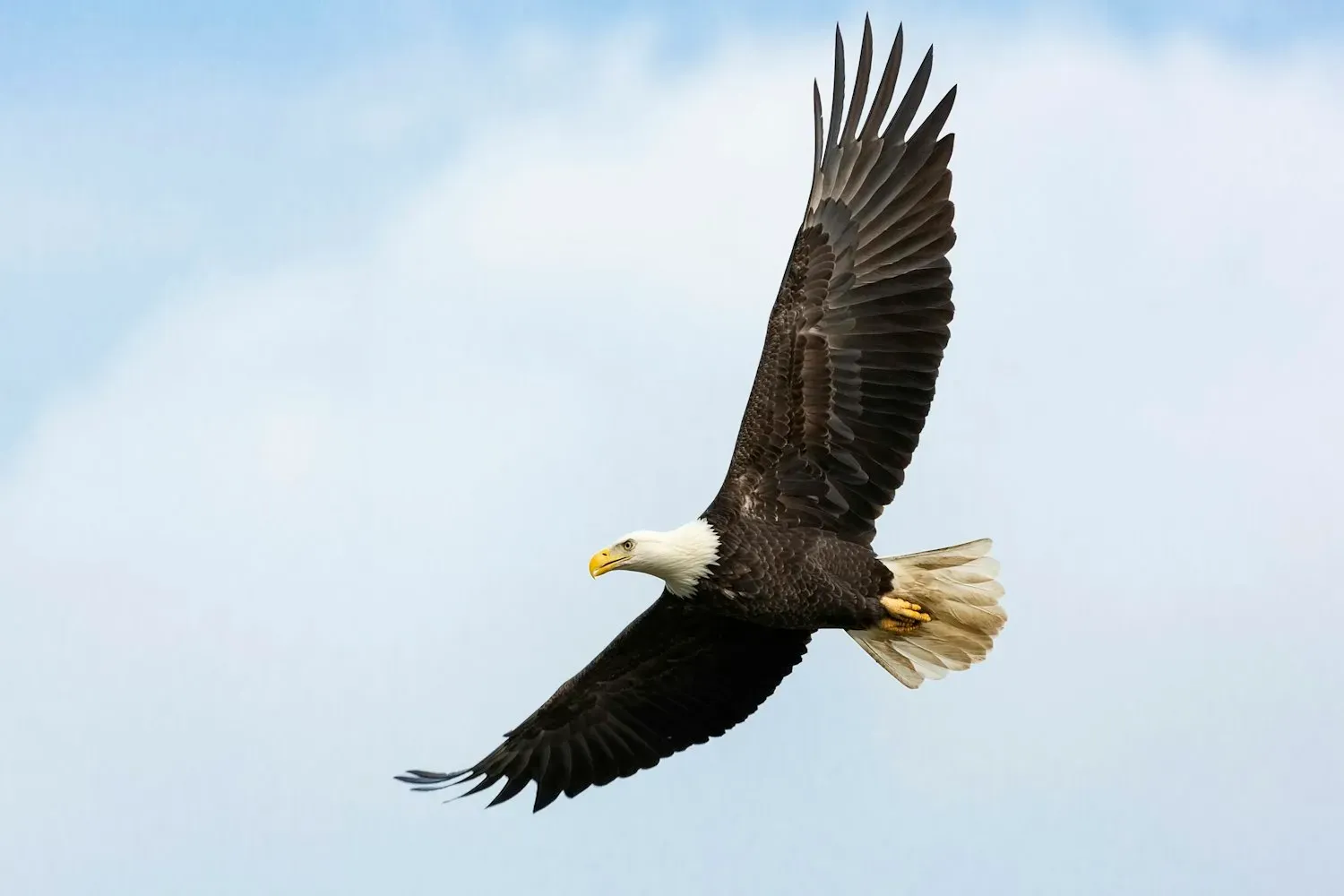 A bald eagle soaring against a pale sky, showing its white head and tail, dark brown body and yellow beak.