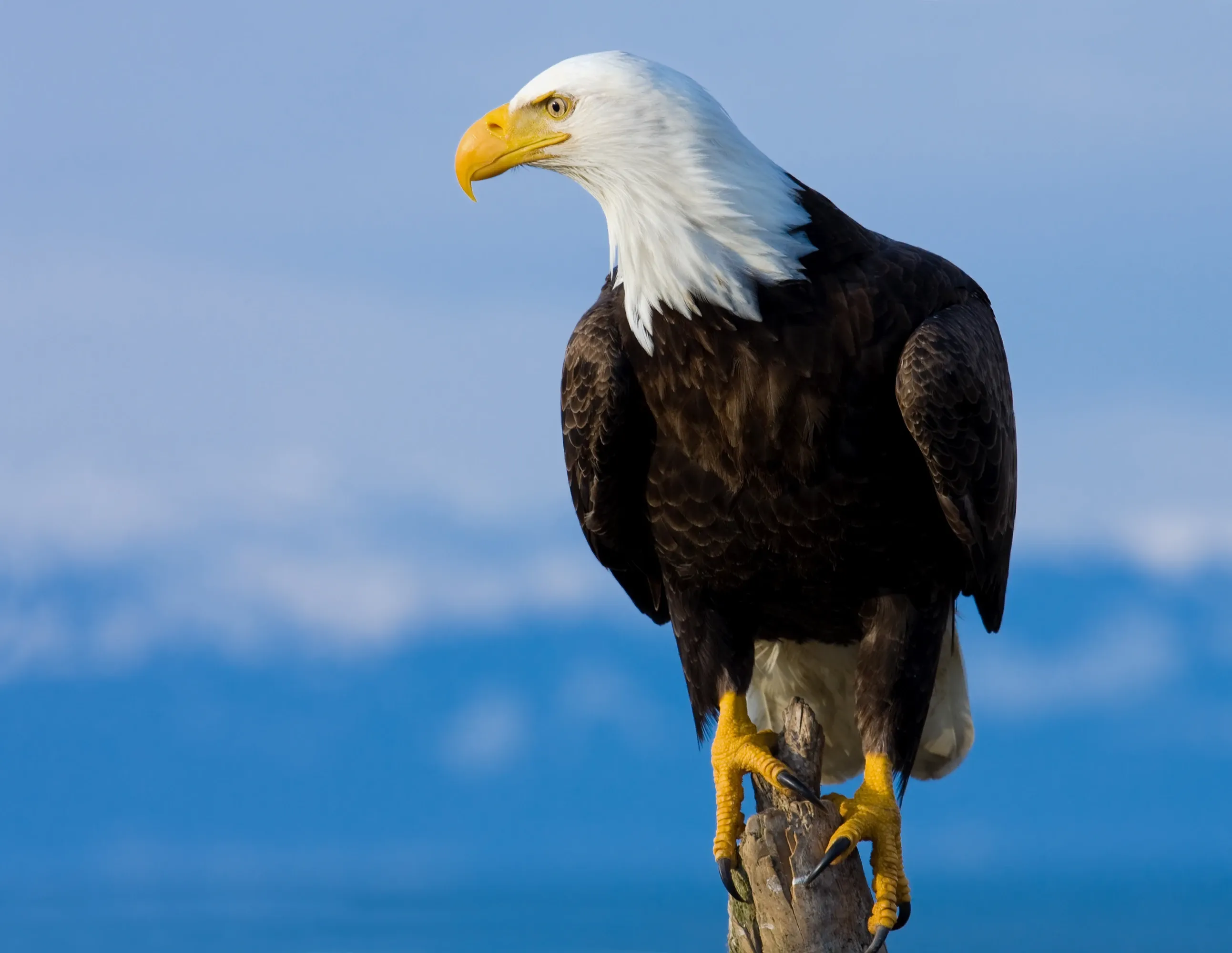 A bald eagle perched on a weathered wooden post, white head turned slightly toward us, with a hooked yellow beak, dark brown body, and yellow talons gripping the top against a soft blue sky.