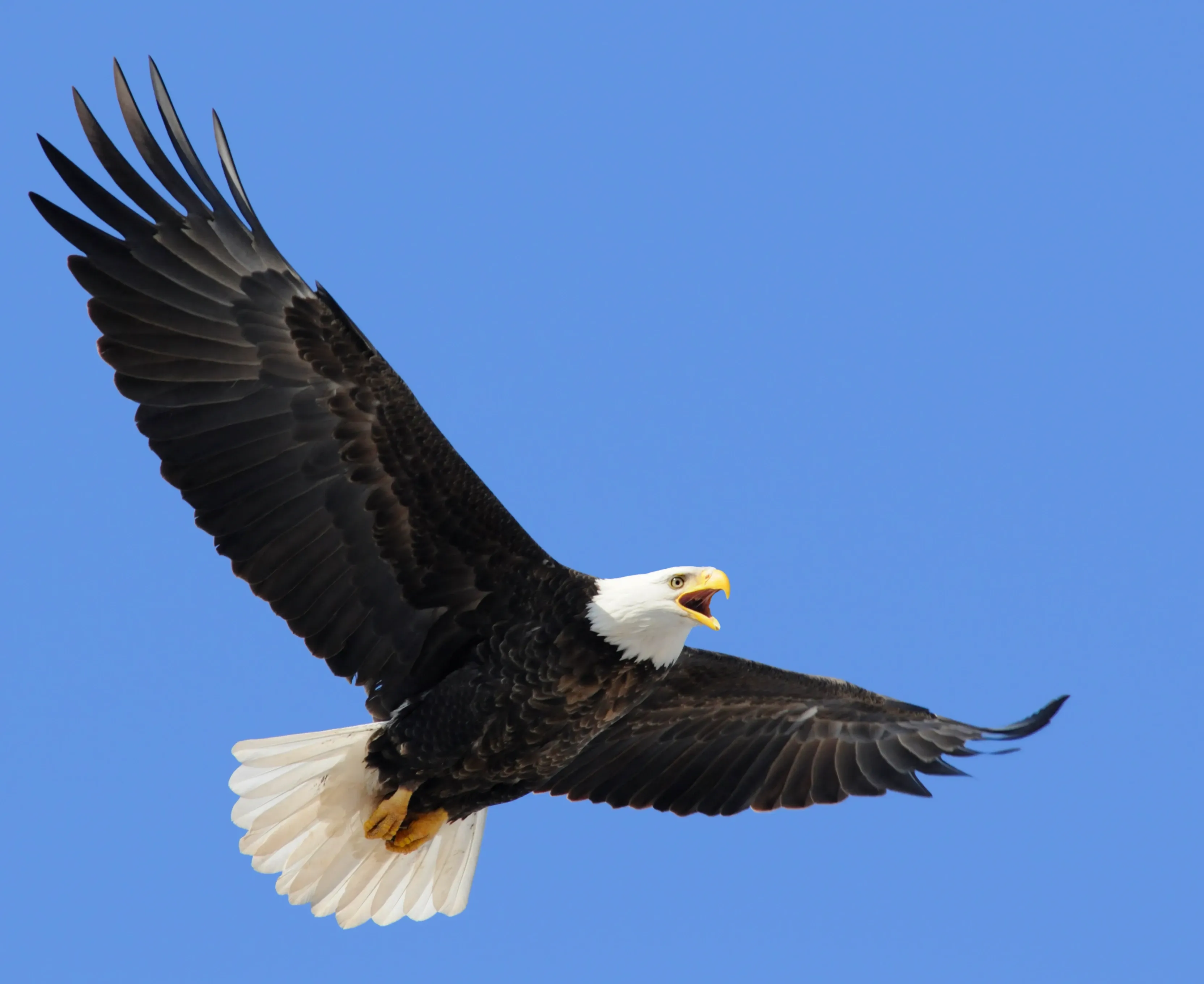 A bald eagle soaring through a bright blue sky with wings spread wide, white head and fanned white tail showing, yellow beak open as if calling, and yellow feet tucked back.