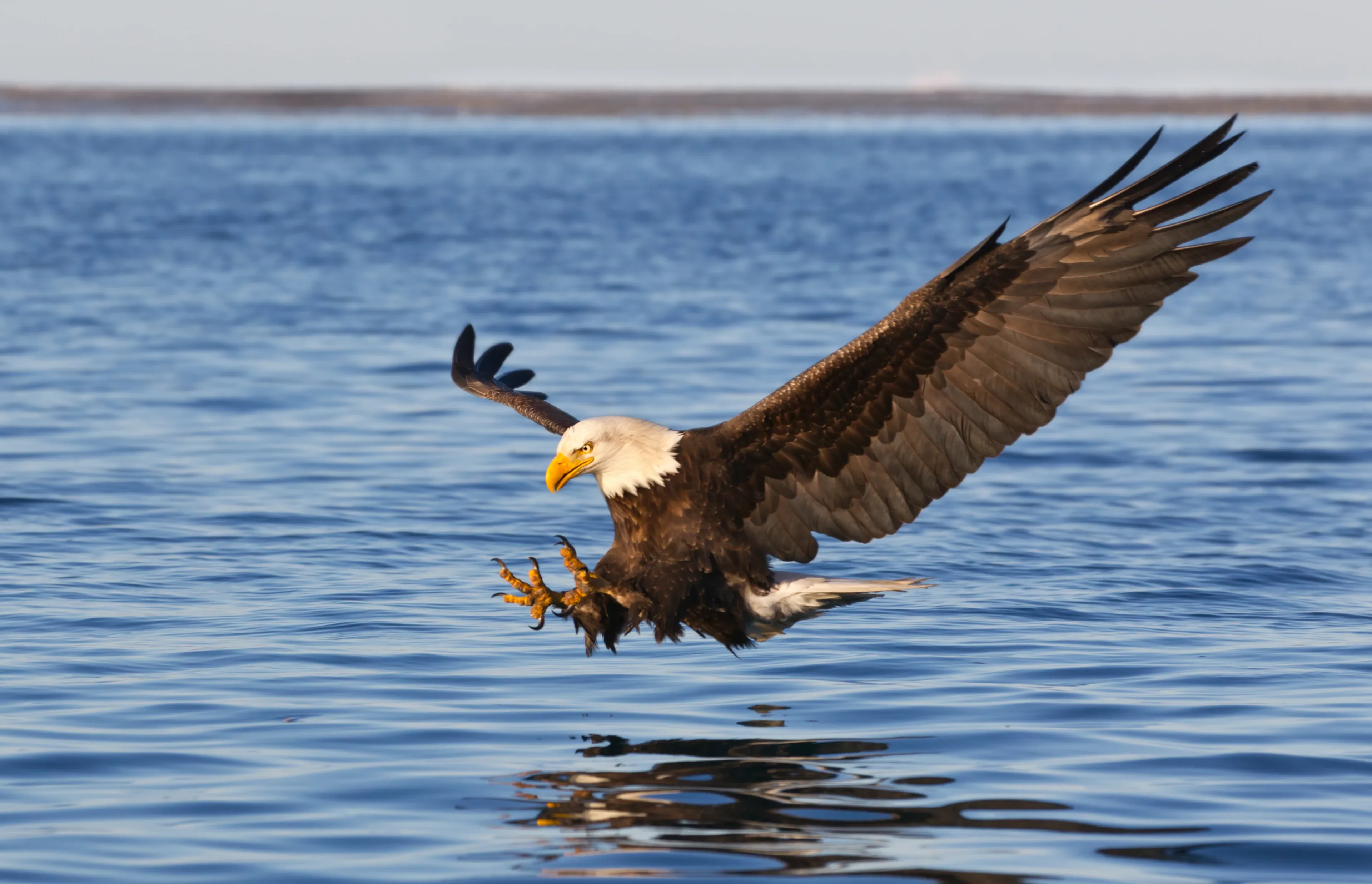 A bald eagle flying low over blue water, stretching sharp yellow talons forward to catch a fish, white head and dark brown wings standing out against the rippling waves.