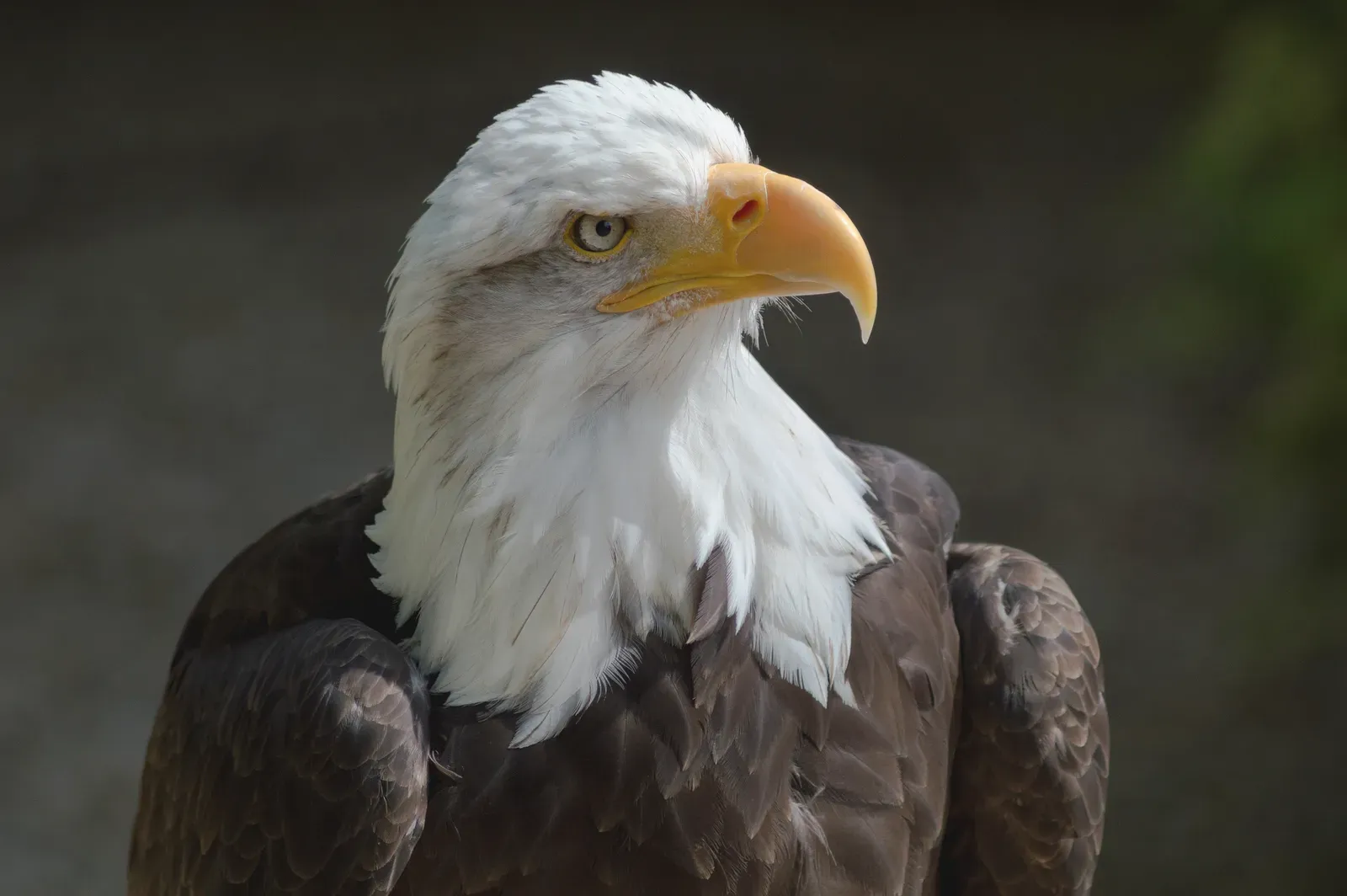 A bald eagle at the Hawk Conservancy Trust in Andover, showing its white head, yellow beak, and dark brown body.