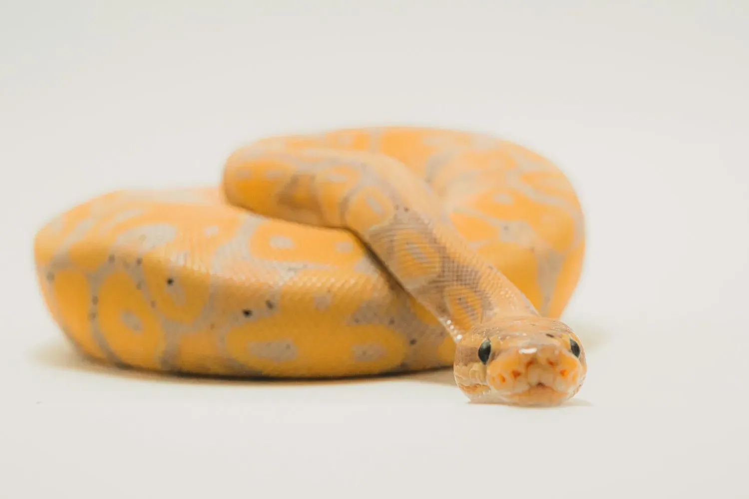 A ball python coiled on a pale surface with its head raised; this is a bred pet colour variety (yellow and grey), brighter than wild ball pythons.