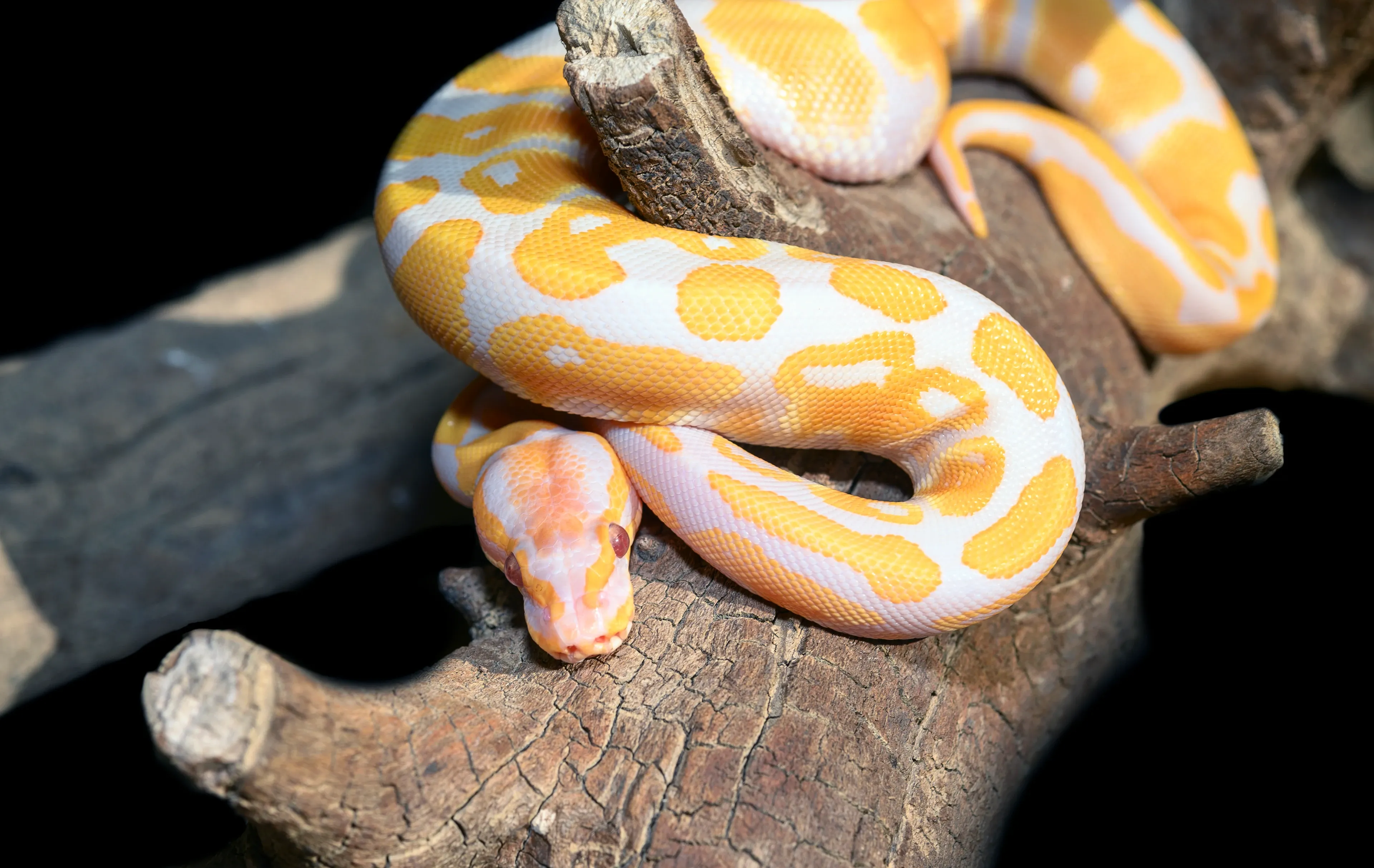 A ball python with white, yellow, and orange patches coils around a thick tree branch. Its pale pinkish head and red eye rest on the bark against a dark background.
