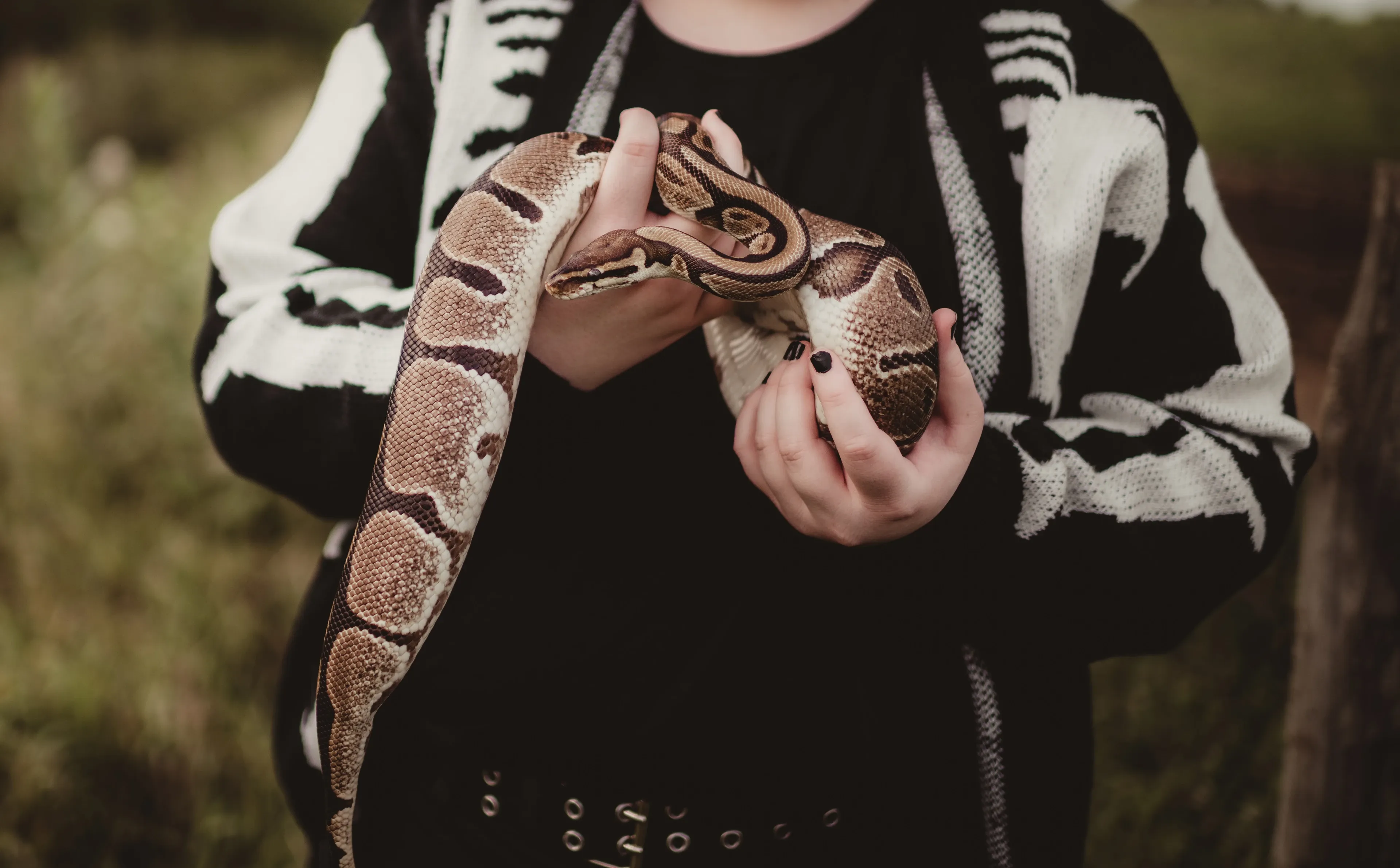 A person holds a thick ball python with tan and light-brown blotches outlined in dark brown. The snake drapes over their arms outdoors, with a green field behind them.