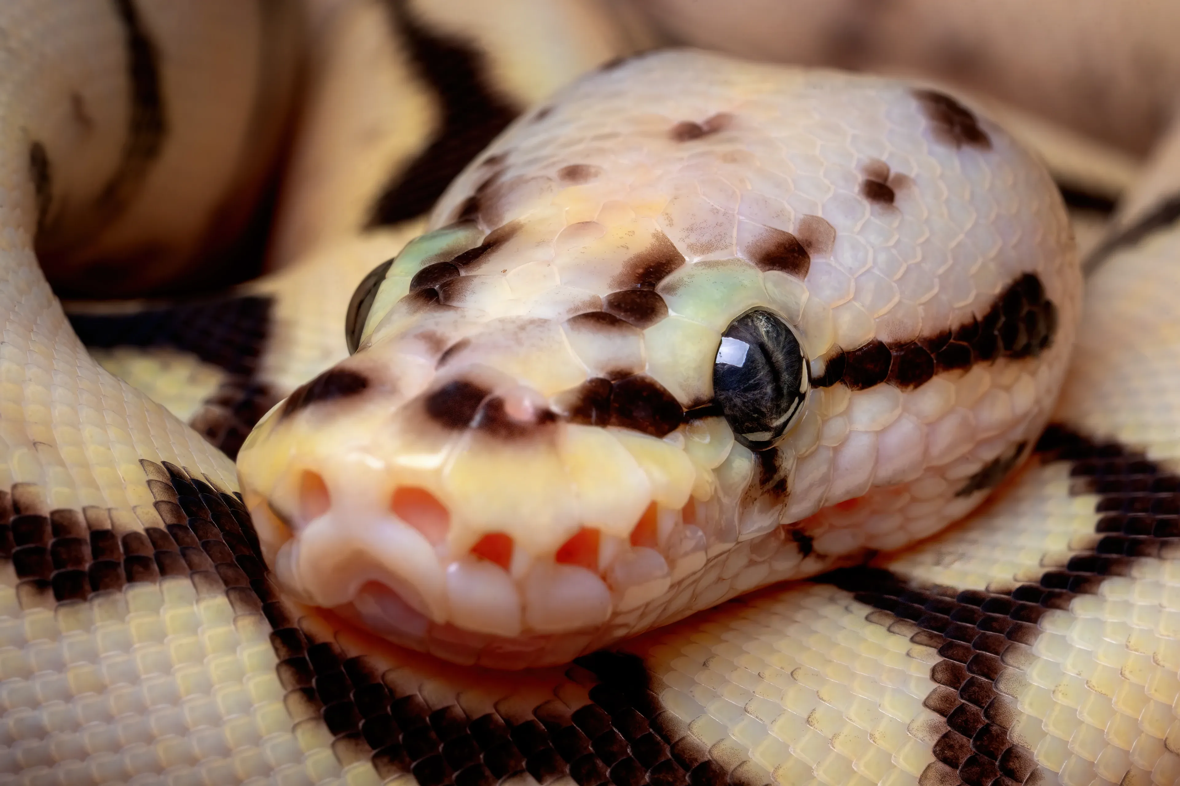 A ball python's head rests on its own coiled body, showing cream scales with dark brown blotches and a stripe through its glossy eye. Tiny pits line its upper lip, and the patterned coils fill the background.