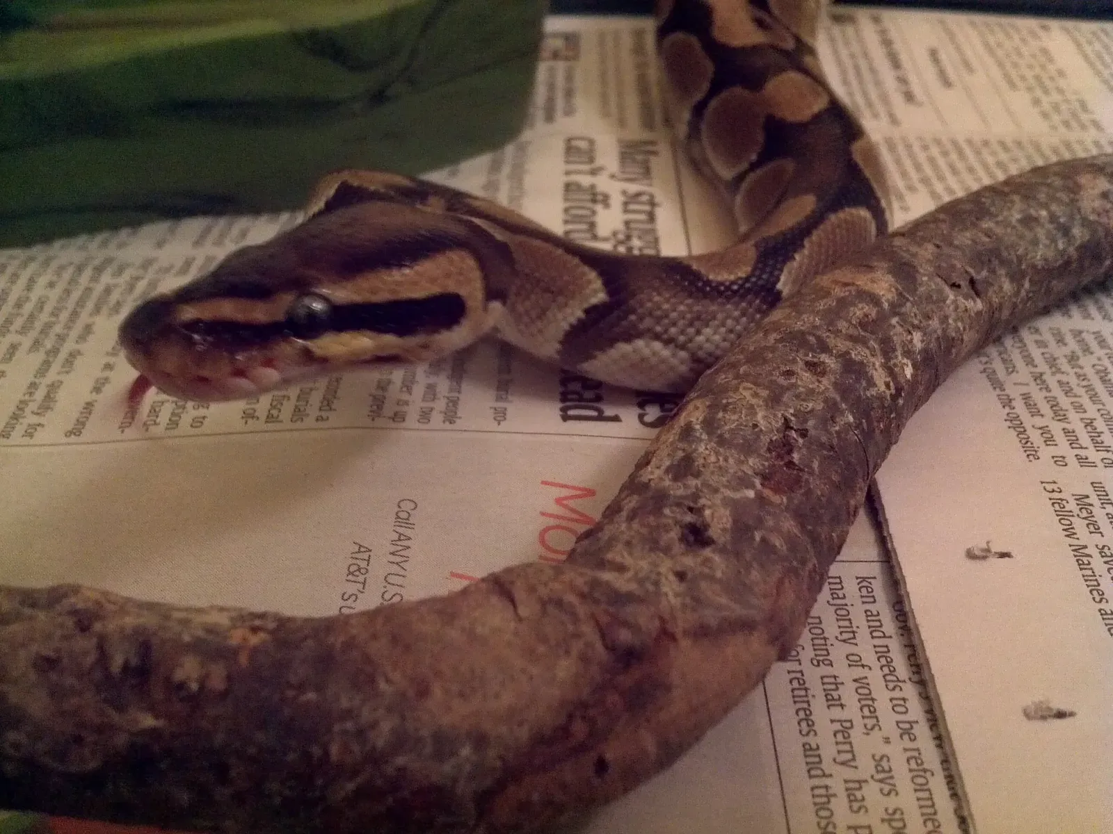 A ball python coiled with brown and tan patterned scales, its head resting near its body.
