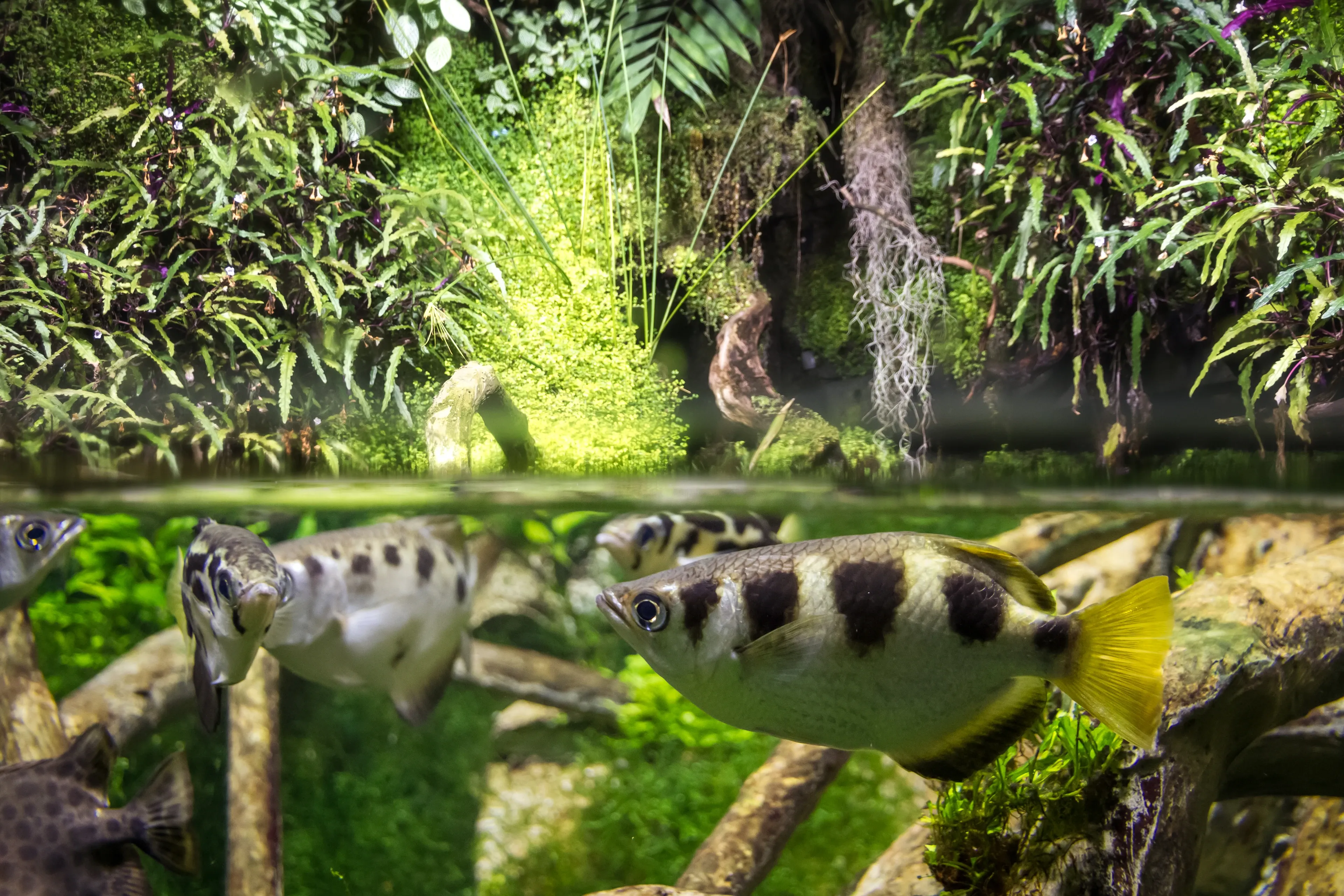 Several banded archerfish swim among submerged branches beneath a green riverbank, their silvery bodies marked with dark blotches and bright yellow tails. Above the water, thick ferns and mossy vines hang down toward the surface.