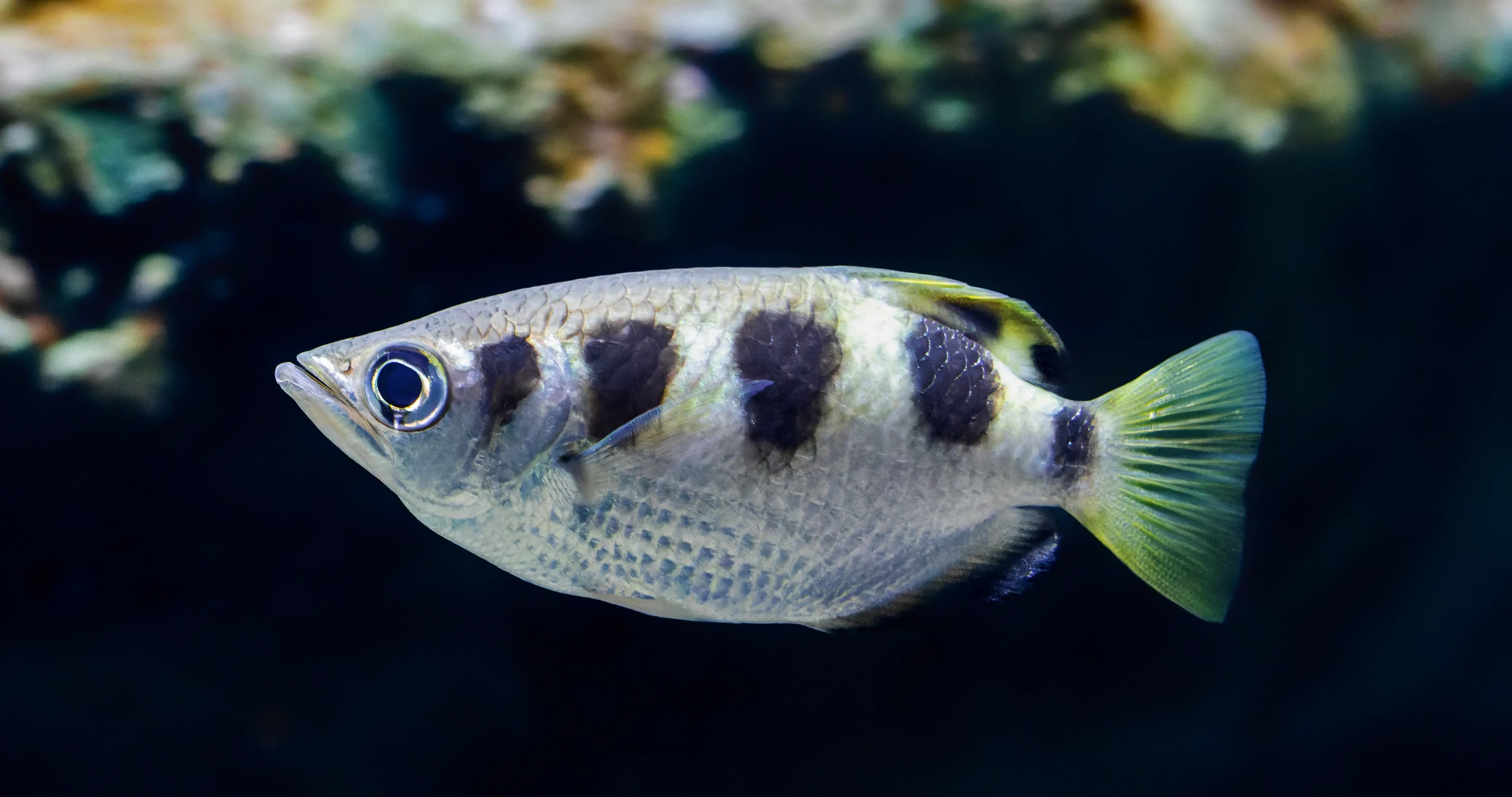 A banded archerfish swims sideways through dark water, showing a silvery body and large black patches along its back. Its fins and fan-shaped tail glow a soft yellowish-green, and it has a large round eye.