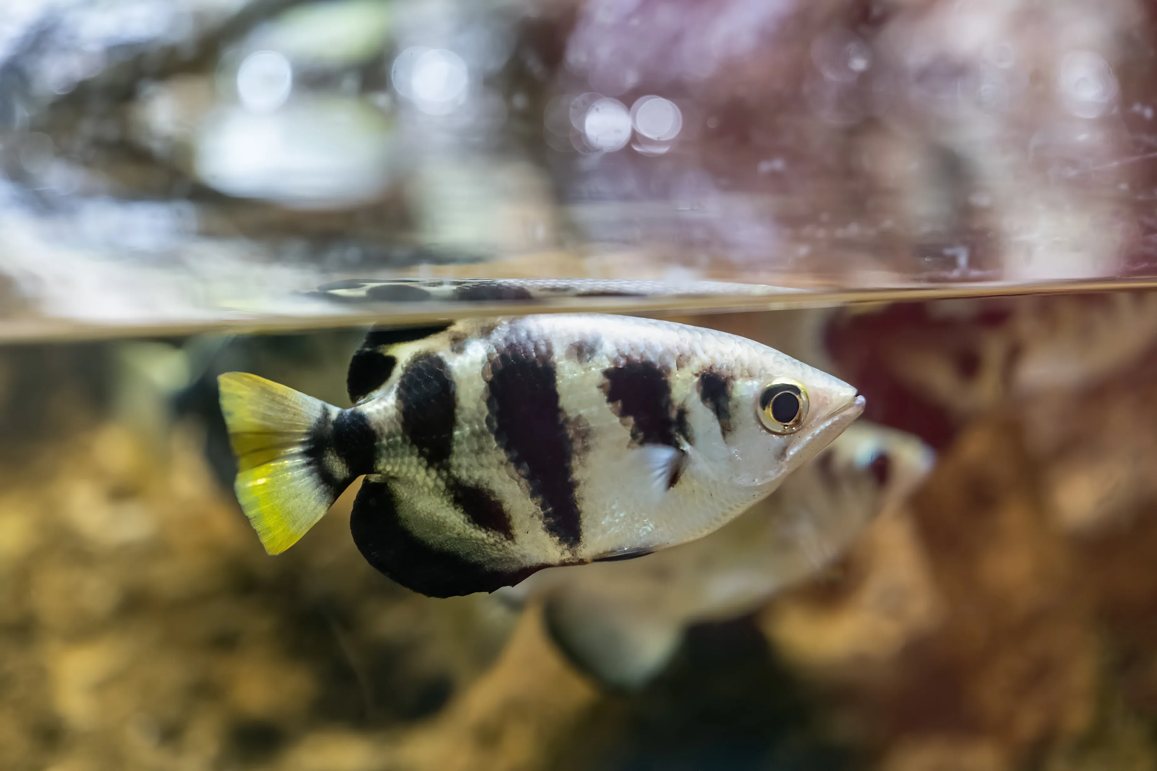 A banded archerfish swims just below the water's surface, showing silvery scales and bold black stripes. It has a bright yellow tail and a large round eye looking forward.