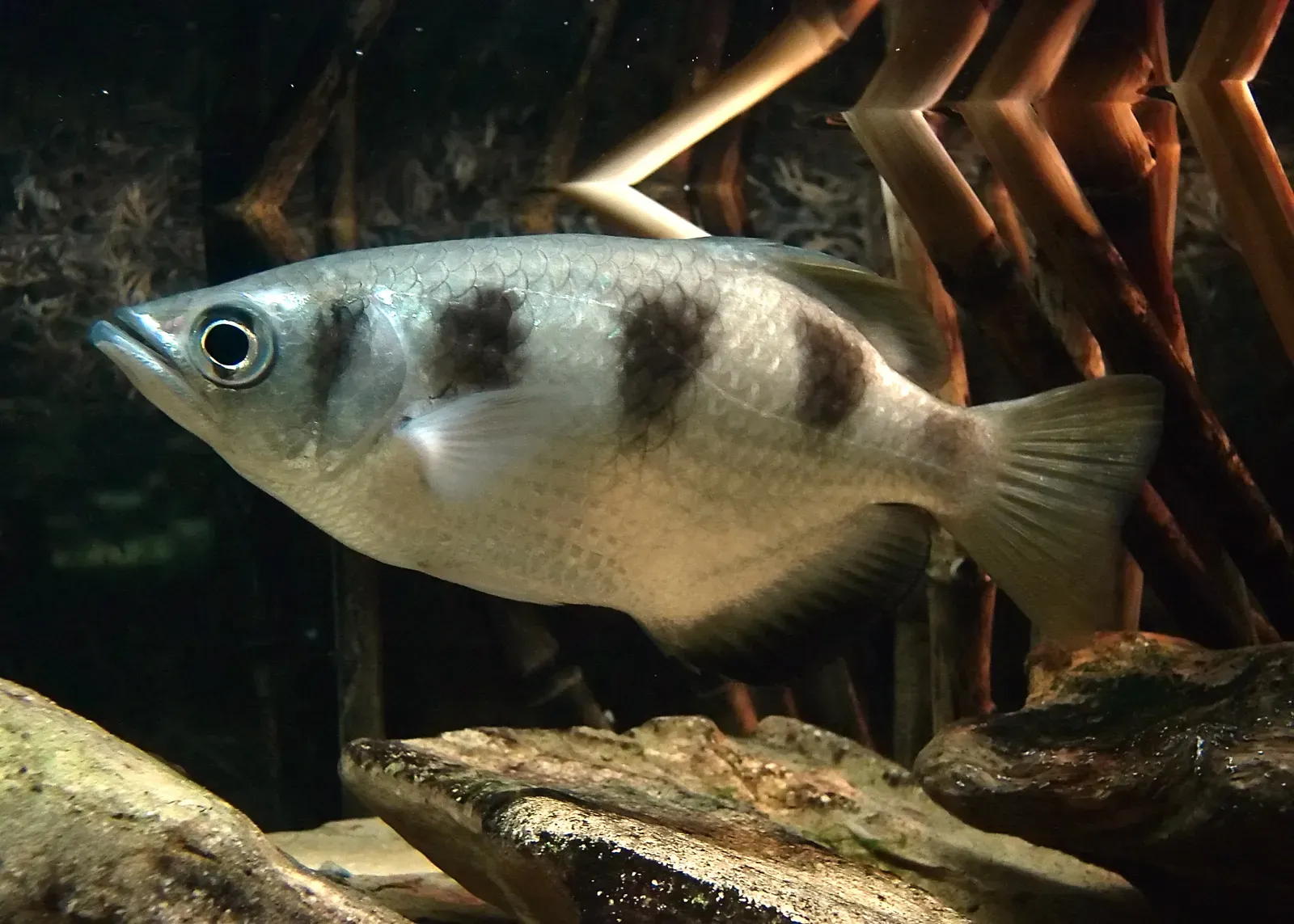 A banded archerfish with a silvery body marked by bold black bars along its back, swimming near the water surface.
