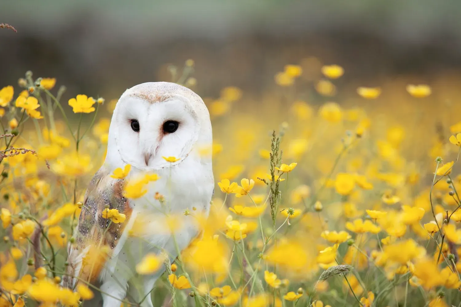 A barn owl with a white heart-shaped face and golden-buff back perched among yellow wildflowers.