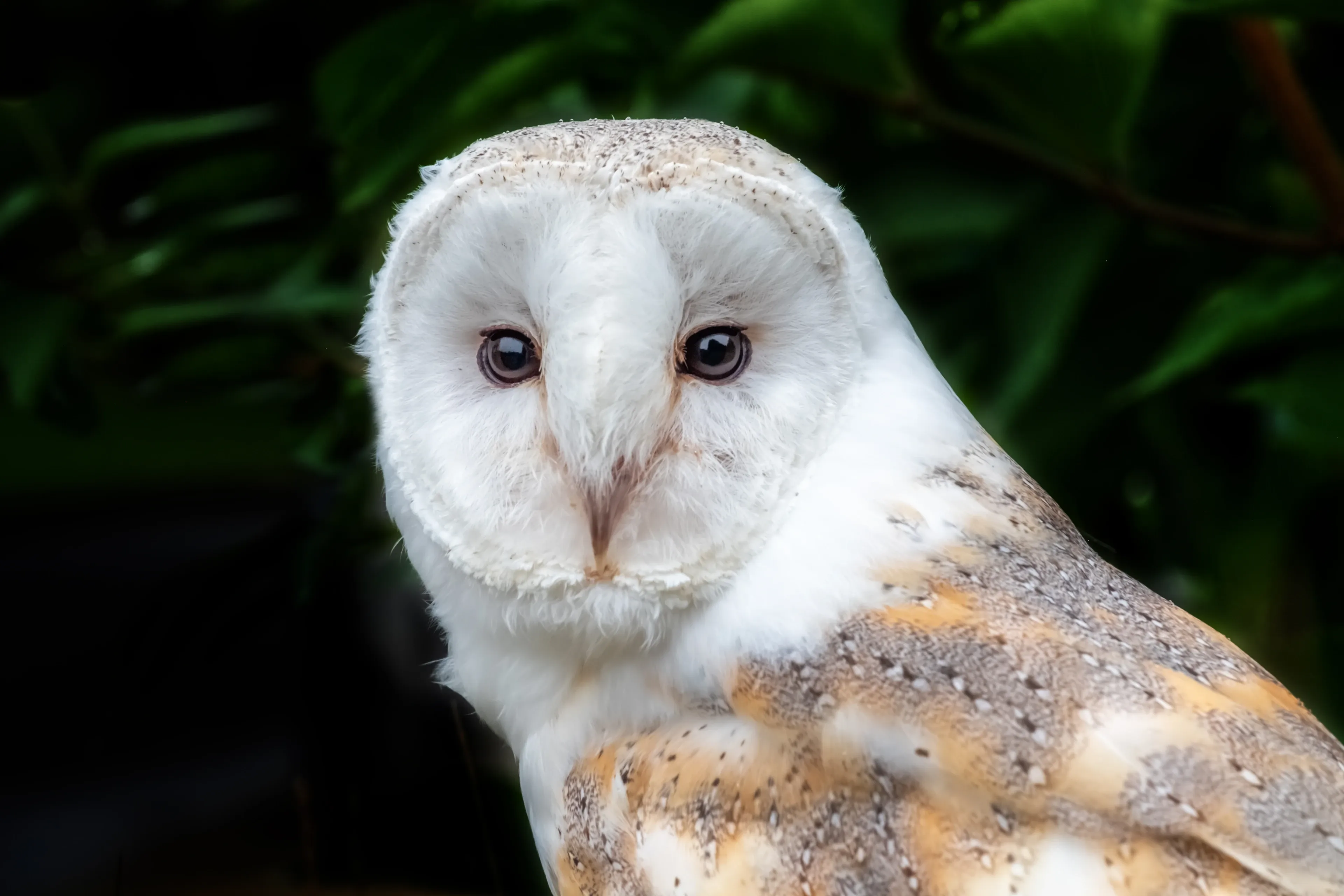 A barn owl looks toward us with its white heart-shaped face slightly tilted. Soft white chest feathers meet golden-tan wings speckled with dark spots, against leafy green background.