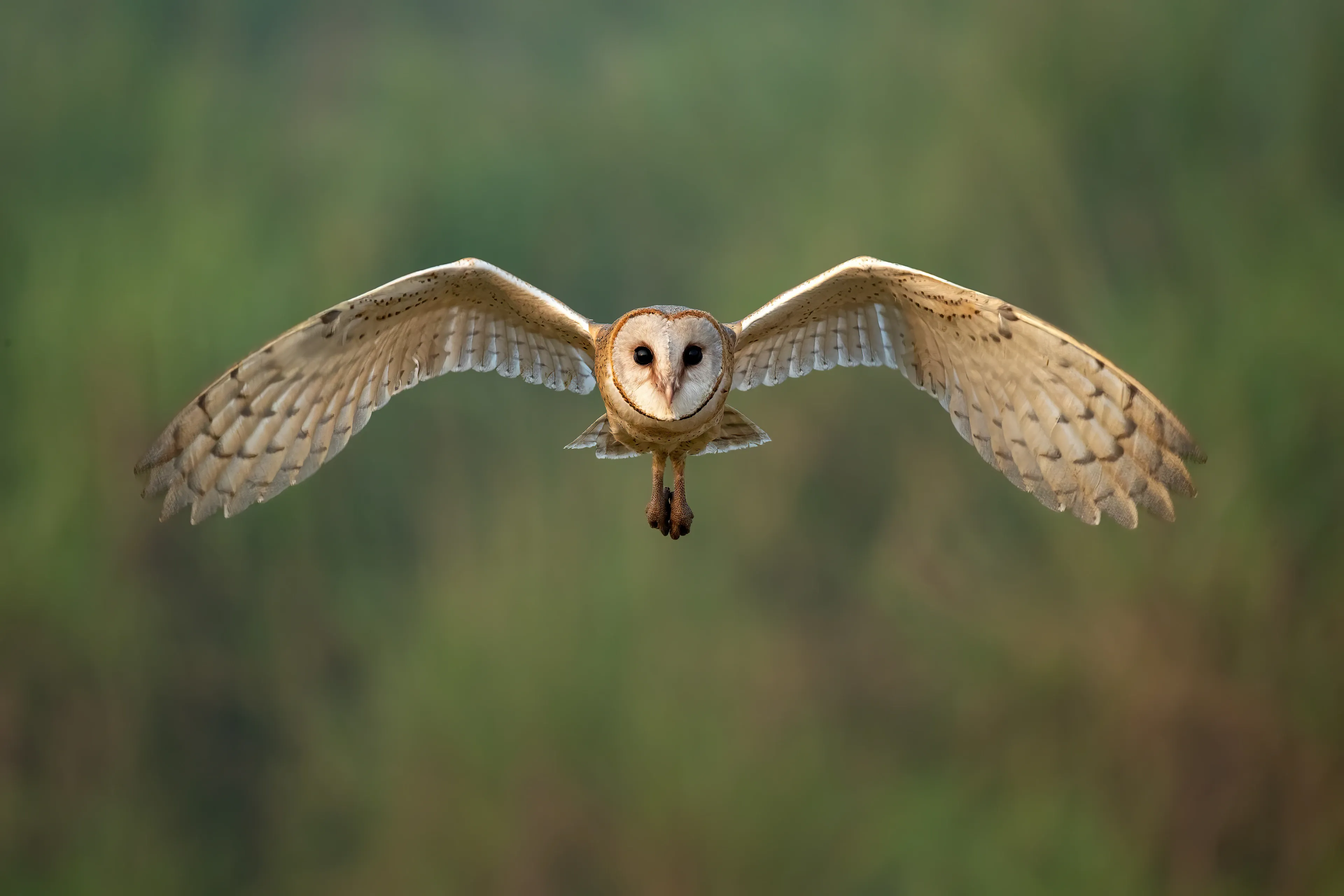 A barn owl flies straight toward us with wide tan wings spread and its white heart-shaped face pointed forward, dark eyes looking ahead.