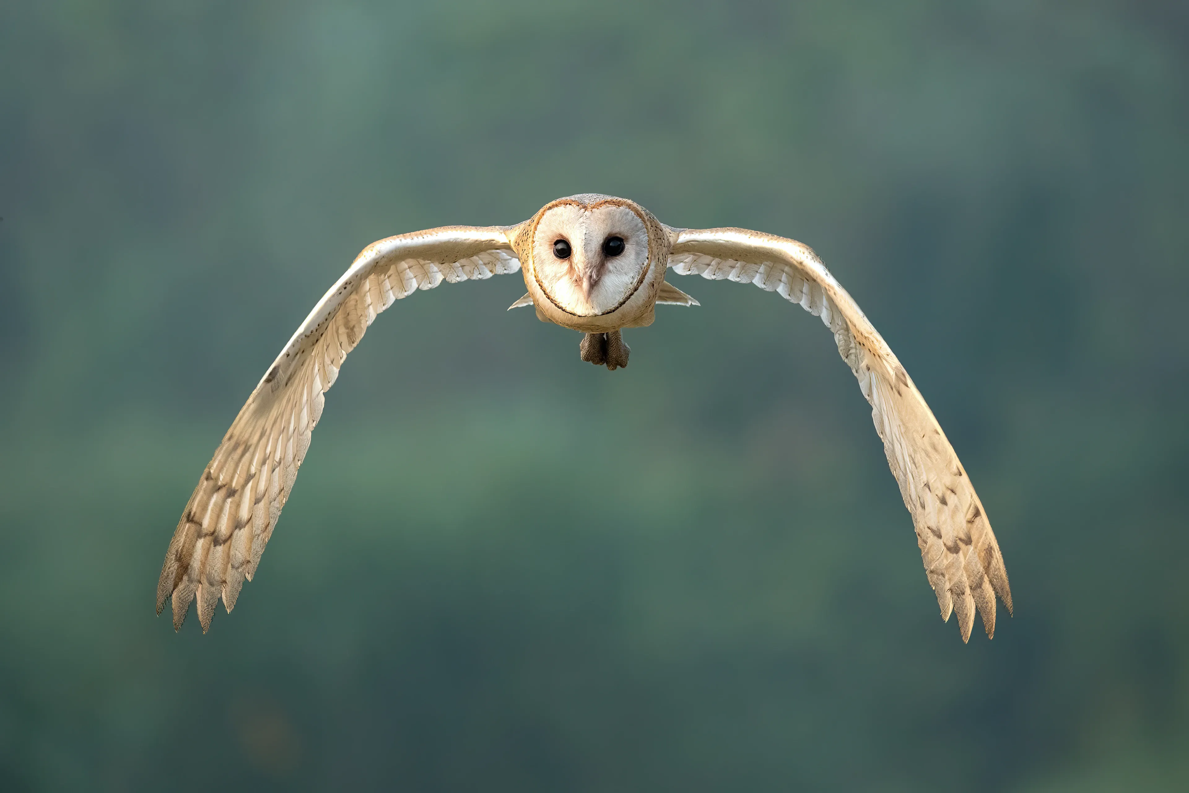 A barn owl glides toward us with pale tan wings fully spread and arched downward, dark speckles near the tips. Its white heart-shaped face and dark round eyes sit in the centre, with feathered legs tucked underneath.