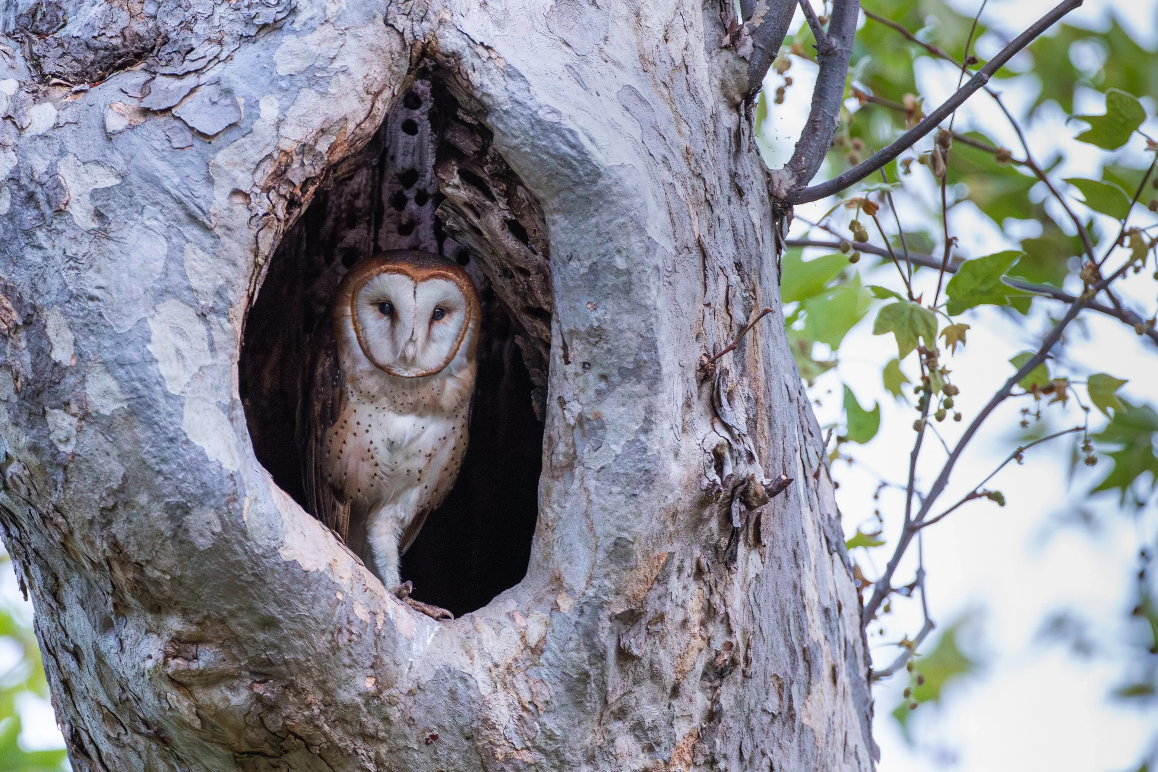 A barn owl stands inside a round hollow in a thick tree trunk, looking out with a white heart-shaped face. White downy feathers cover its chest and legs, and green leaves hang beside the pale bark.