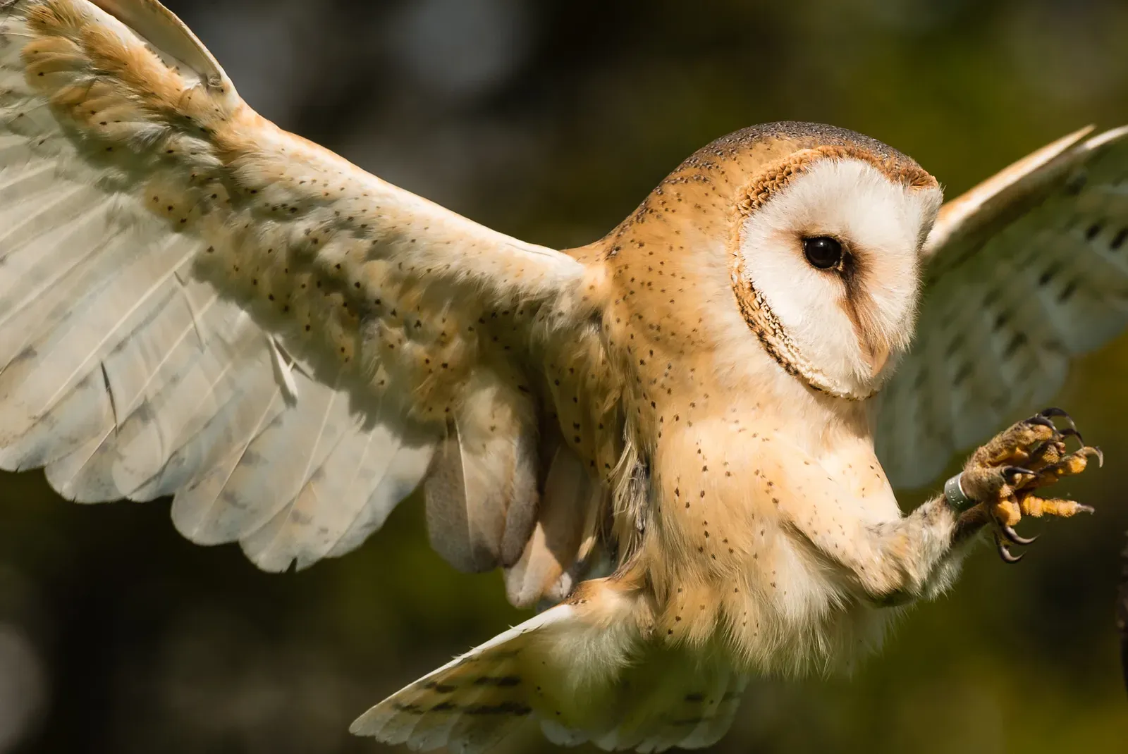 A barn owl in flight with a white heart-shaped face and pale underwings, photographed at Tierpark Sababurg in Germany.