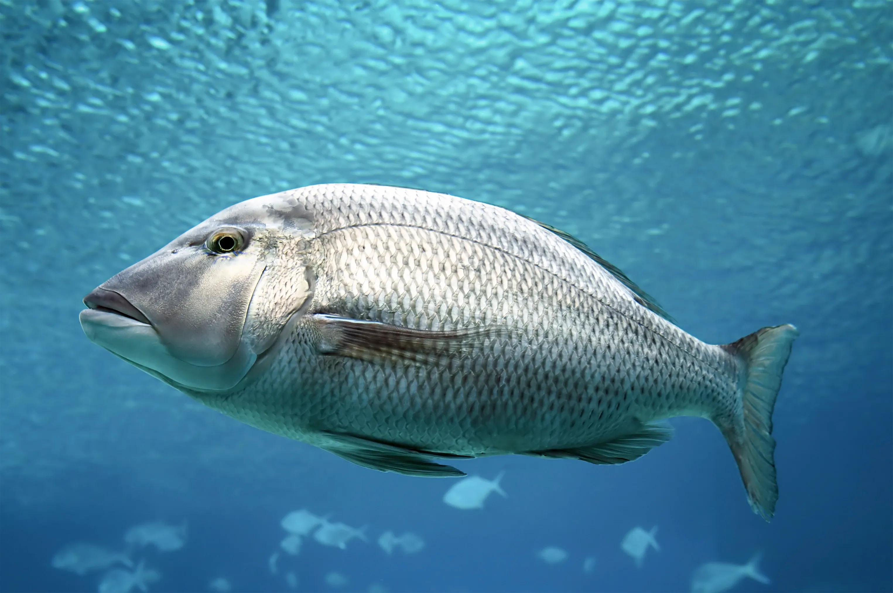 A large silvery barramundi swims through clear, bright blue water, showing shiny scales and a rounded head with a golden-yellow eye. Sunlight ripples on the surface above, and smaller fish fade into the deep water behind it.