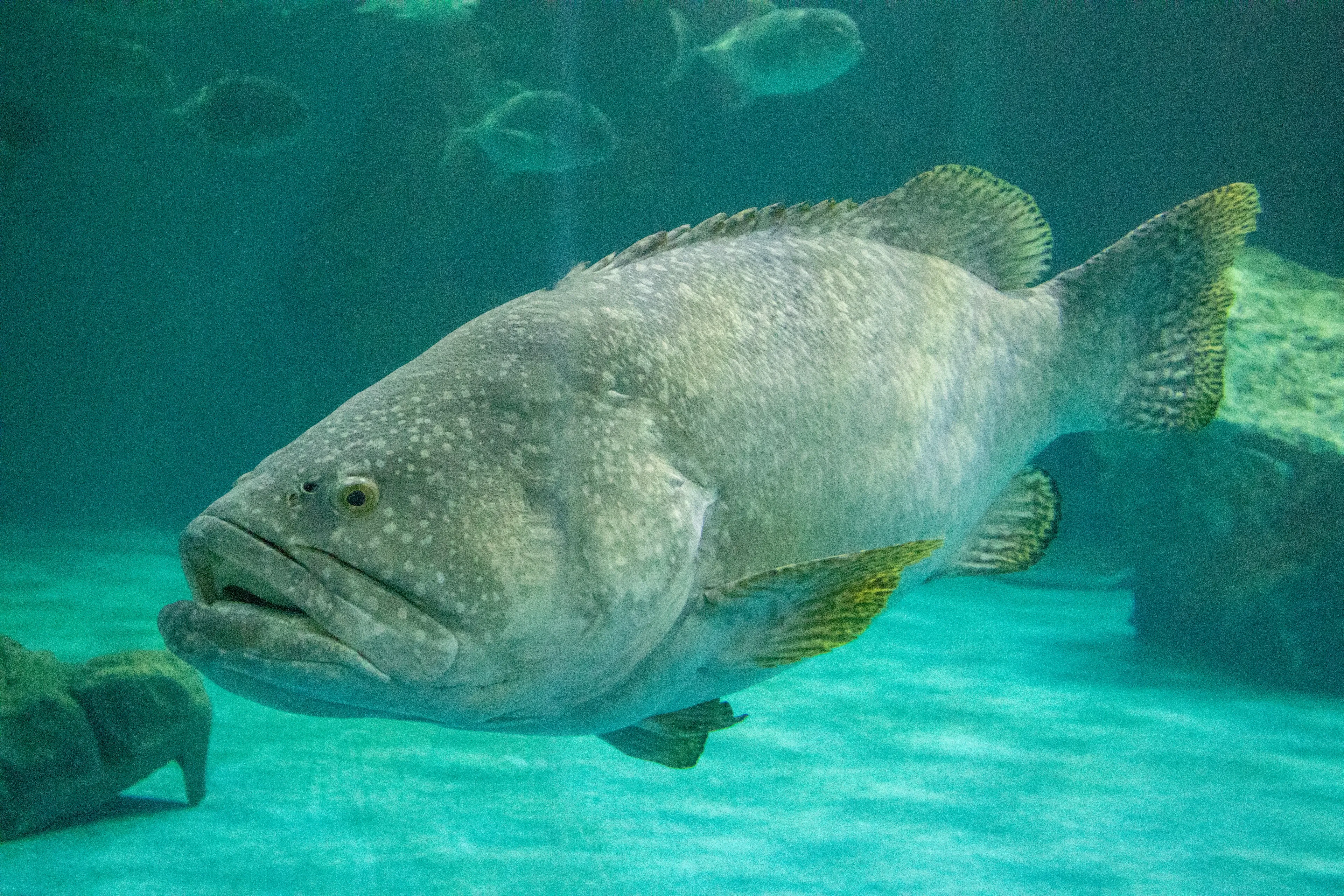 A large barramundi glides through clear turquoise water above a sandy floor, its silver-grey body covered in pale white speckles. Its wide fins have yellowish edges, and smaller fish swim in the distance.