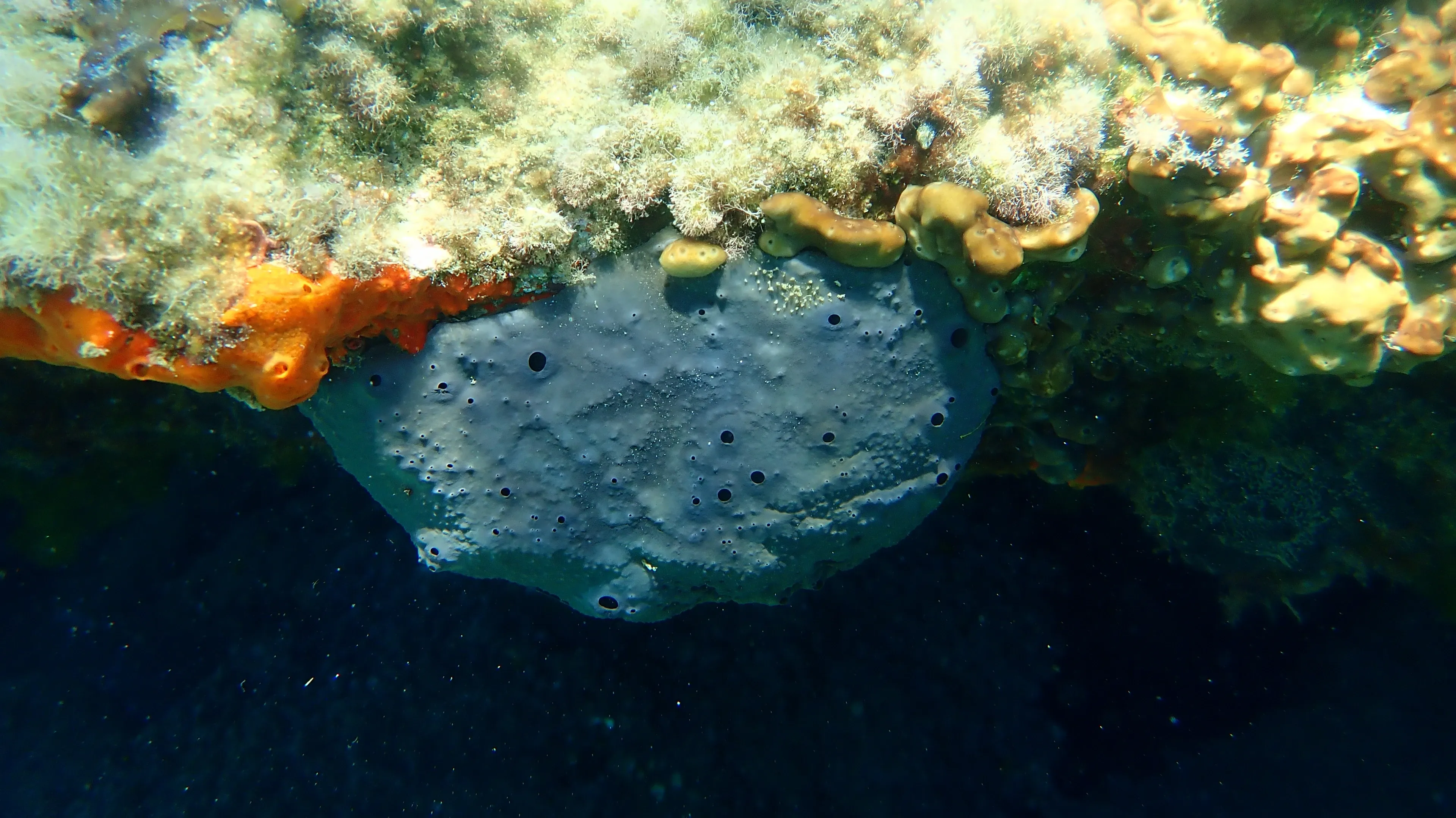 A dark grey bath sponge grows on the underside of a rocky ledge, a lumpy rounded shape dotted with small dark holes. Bright orange sponges and yellowish-green sea life cling to the rocks above it in deep blue water.