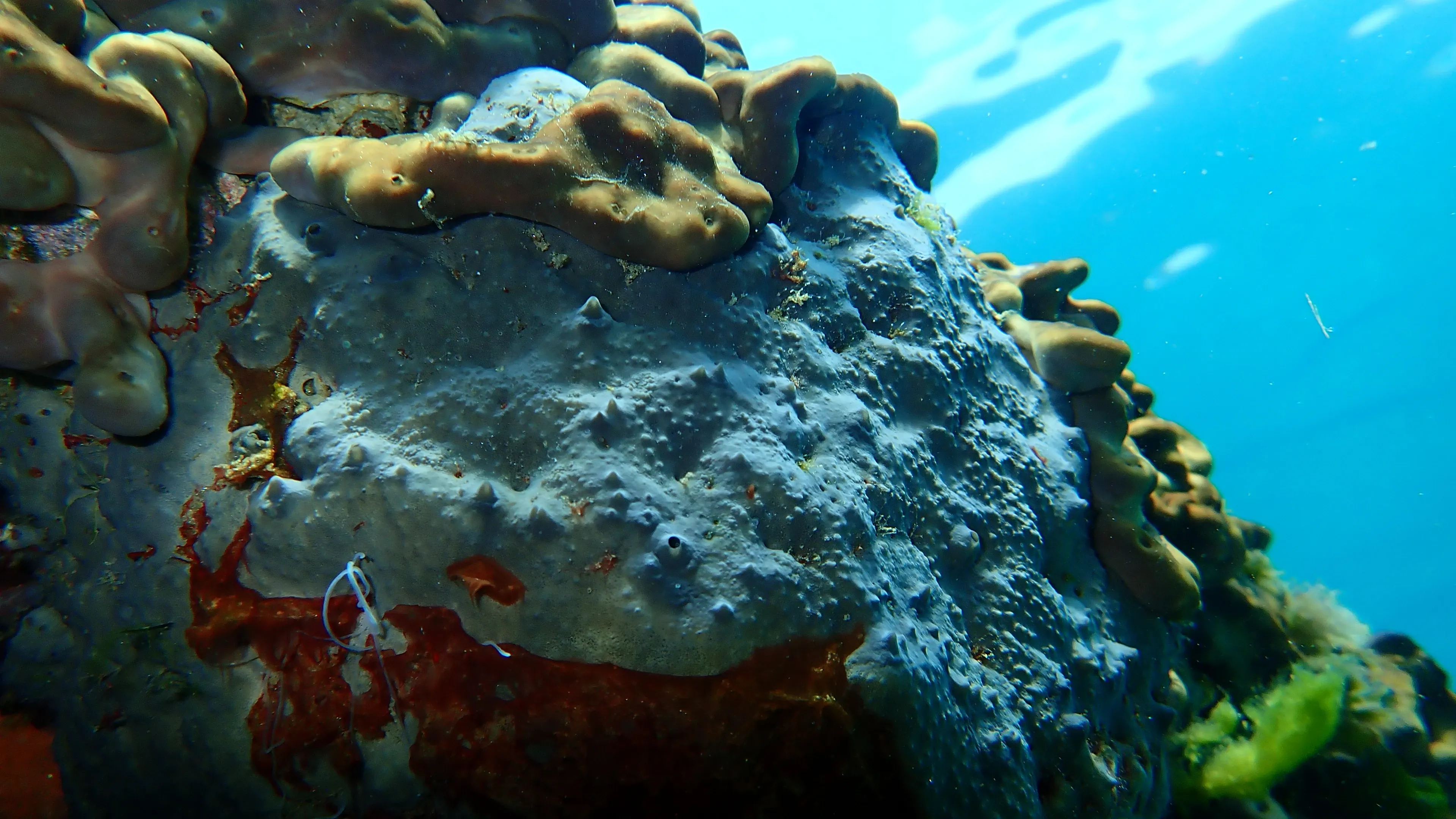 A pale greyish-blue bath sponge sits on a sunny reef, its bumpy surface covered in tiny pores and a few larger holes. Brown rounded corals and reddish-orange patches grow beside it under clear turquoise water.