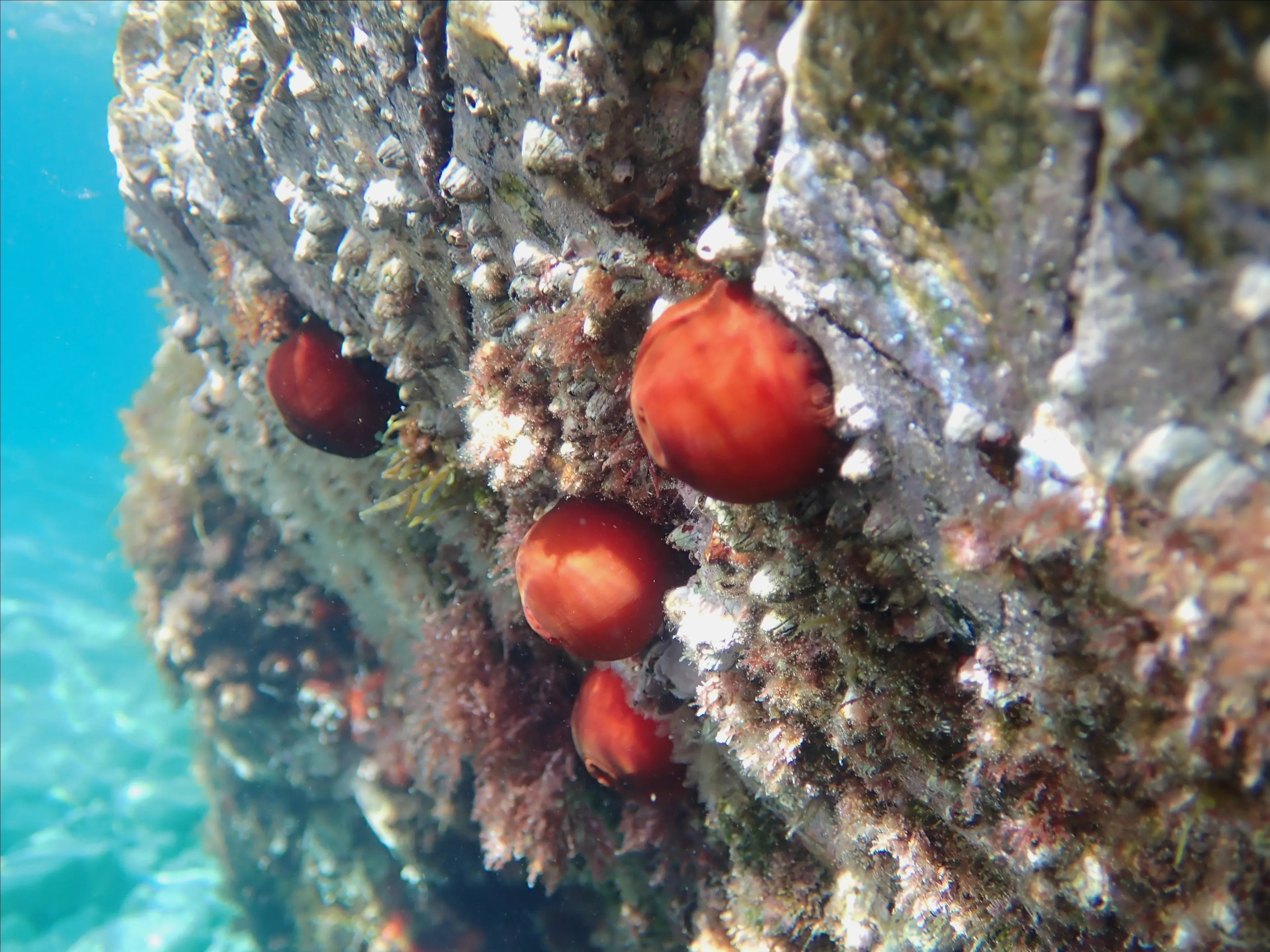 Four beadlet anemones cling to a grey rock underwater, closed up into smooth, shiny blobs of bright red and deep reddish-brown. Tiny white barnacles and patches of feathery brown seaweed cover the rock around them.