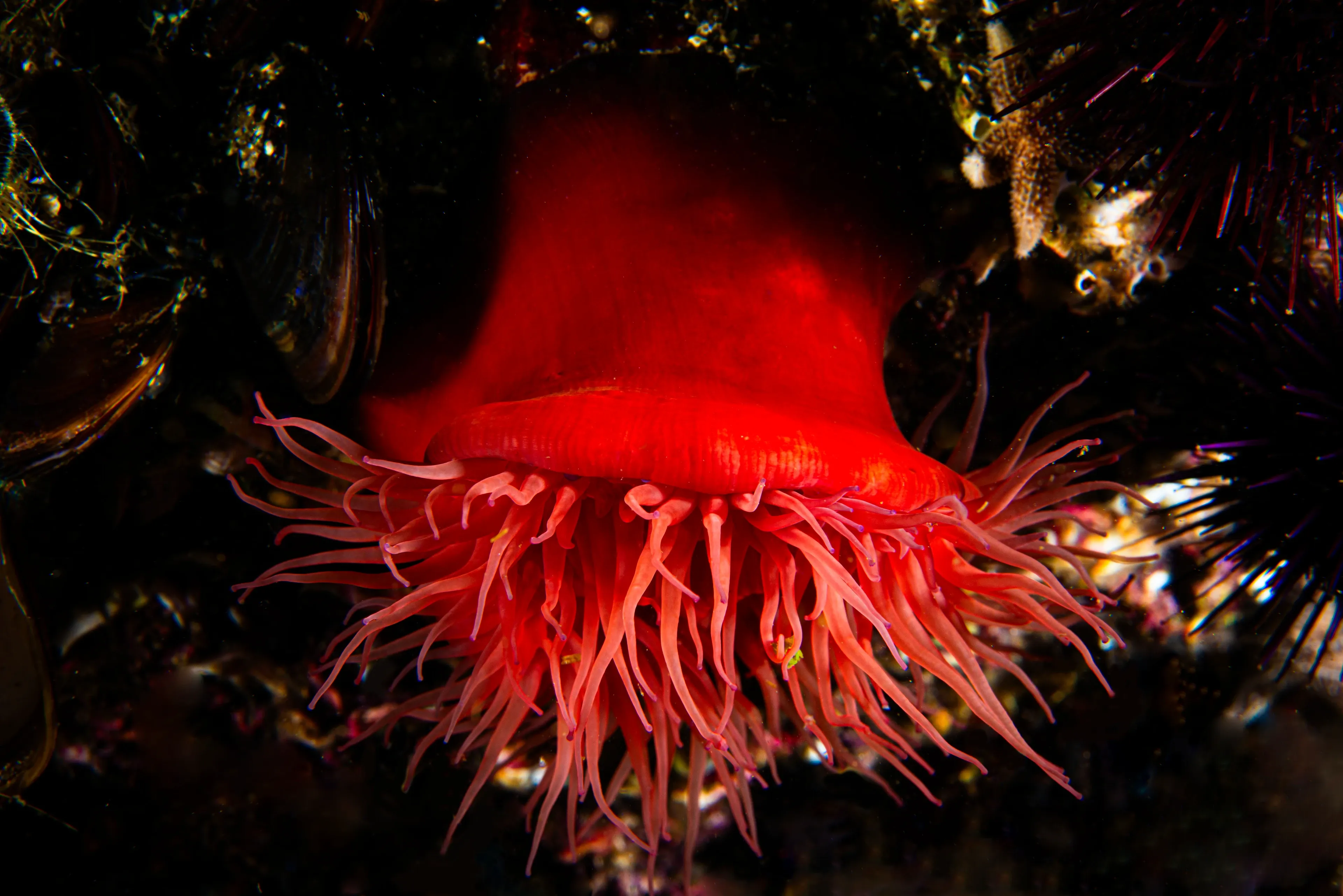 A bright red beadlet anemone hangs from a dark underwater rock, its thick body ending in a ring of thin, wavy tentacles. Dark mussels, a small tan starfish, and purple sea-urchin spines sit nearby.