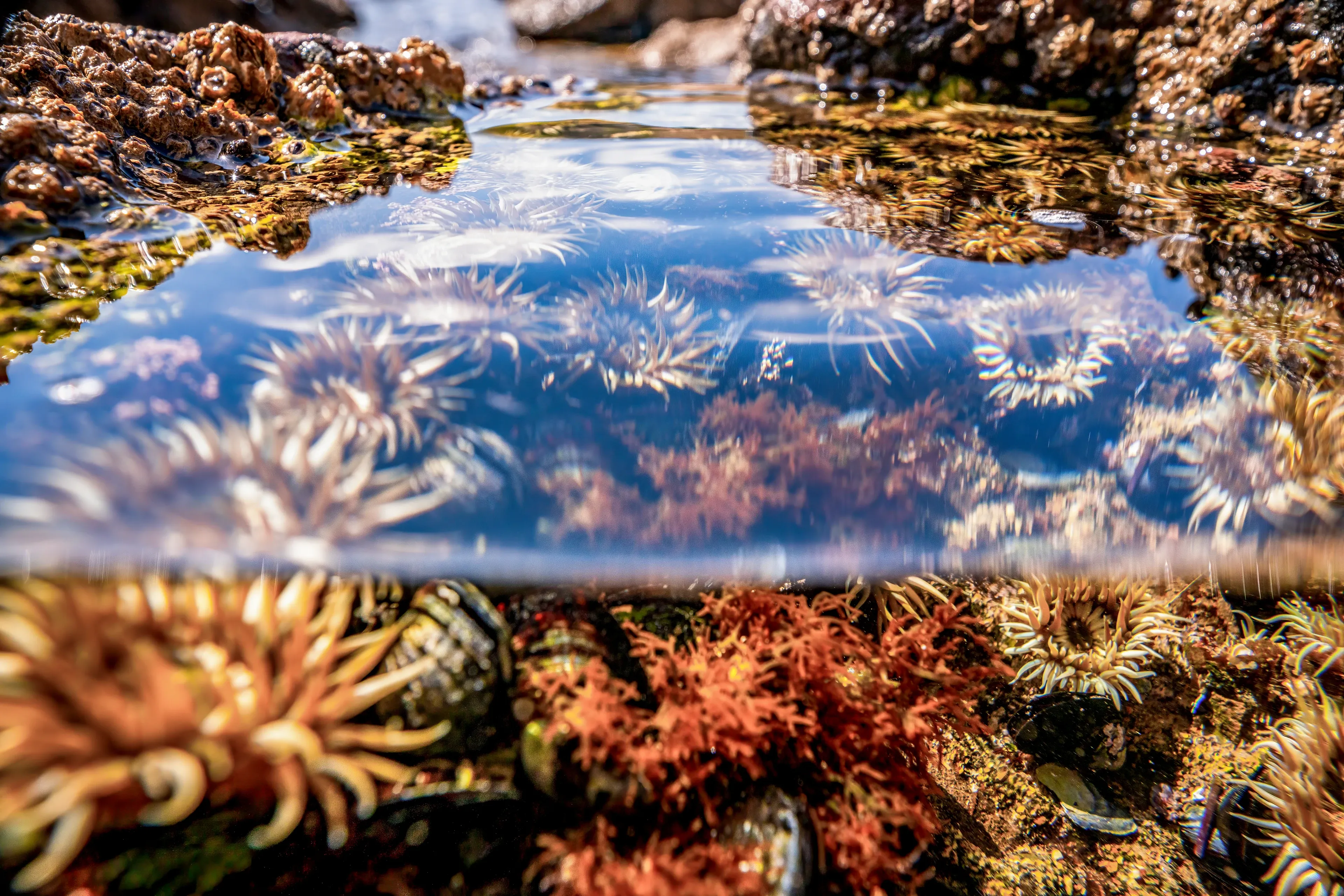 Beadlet anemones spread their many thin, cream-colored tentacles across the floor of a shallow tide pool. Under the clear water they sit near feathery red seaweed, dark rocks, and clusters of tiny white barnacles.