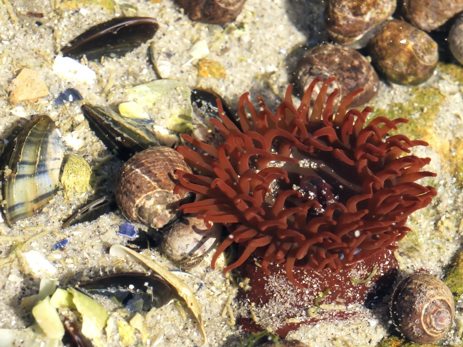 A deep-red beadlet anemone in a shallow tide pool, its ring of soft tentacles spread open among shells and sand.
