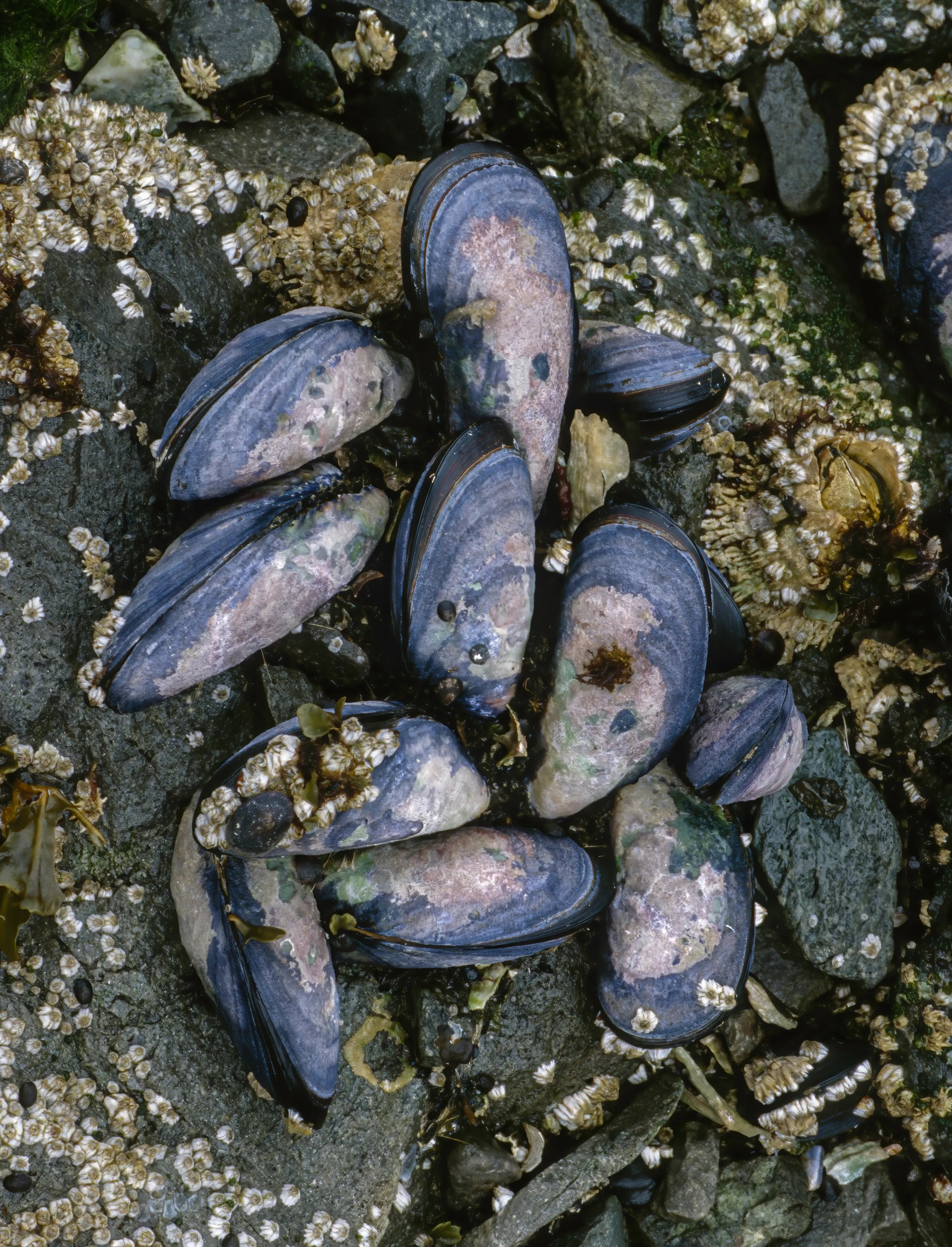 A cluster of blue mussels huddles on dark, wet rocks, their teardrop-shaped shells a deep indigo with worn pale-pink and tan patches. Tiny white barnacles cover the surrounding rock like small ring-shaped craters.