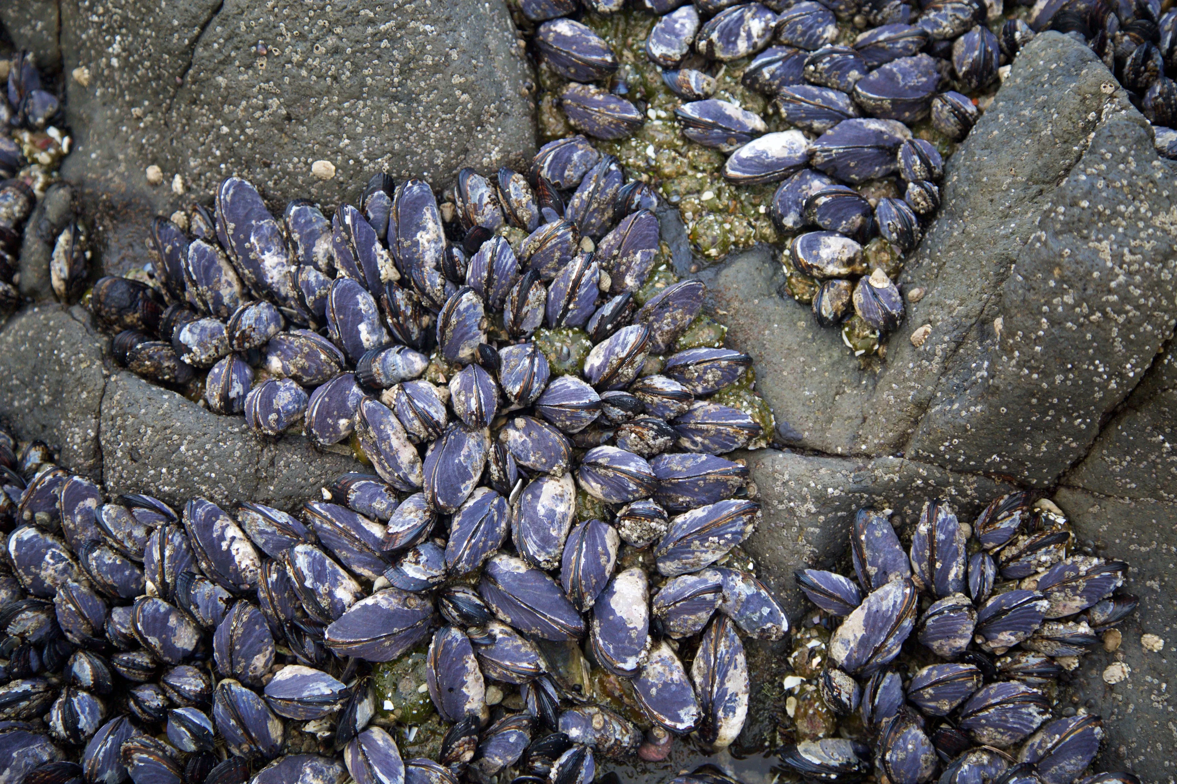 Dark blue and purple blue mussels cling in a dense cluster to large, craggy grey rocks. Their smooth oval shells pack tightly into the cracks and crevices along the shoreline.