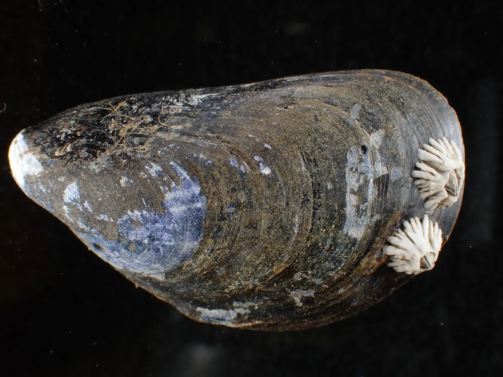 A single blue mussel with a smooth blue-black shell and two small barnacles attached near its edge, shown against a dark background.