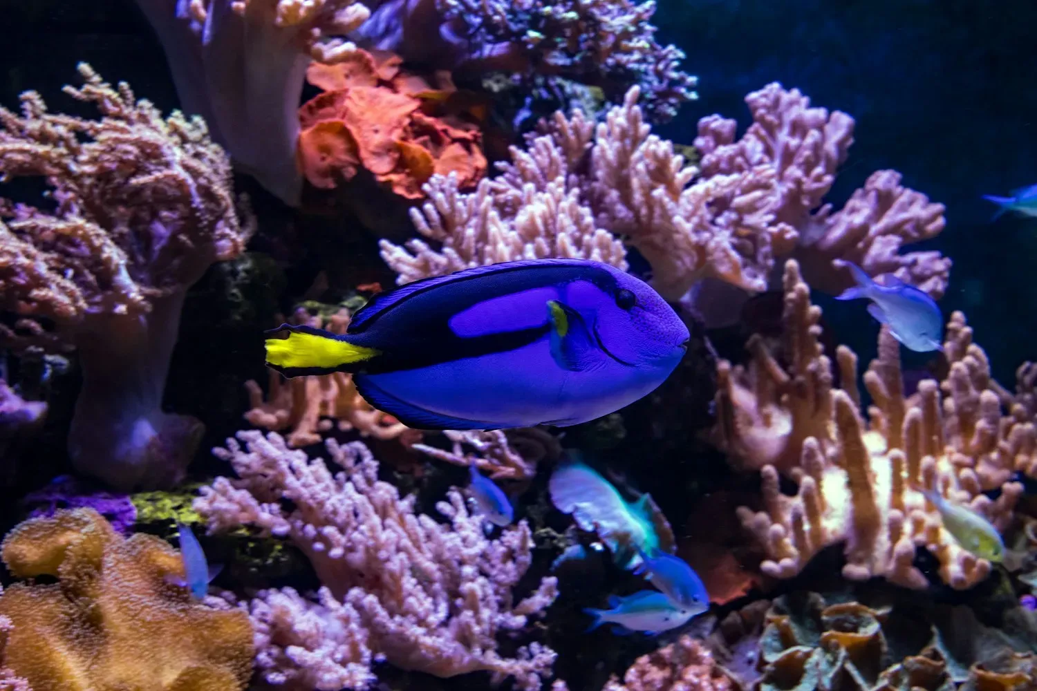 A royal-blue blue tang with a black palette-shaped marking and a bright yellow tail swimming over a coral reef.