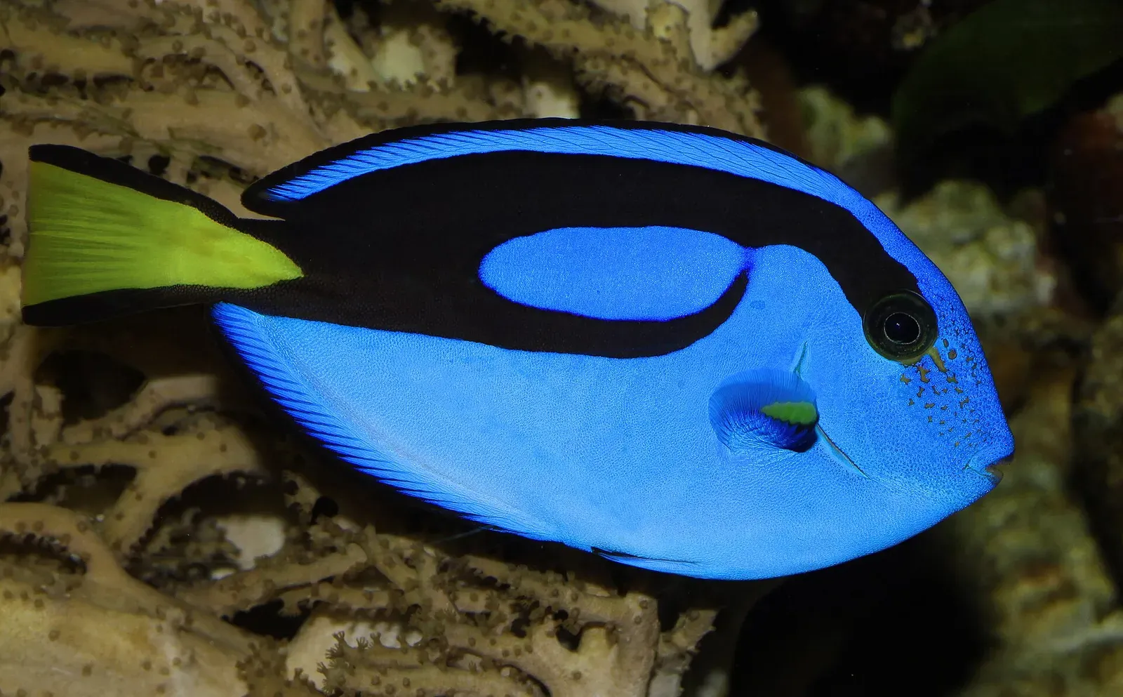 A blue tang with a royal-blue body, black palette-shaped marking, and bright yellow tail at Ulm Zoological Garden.