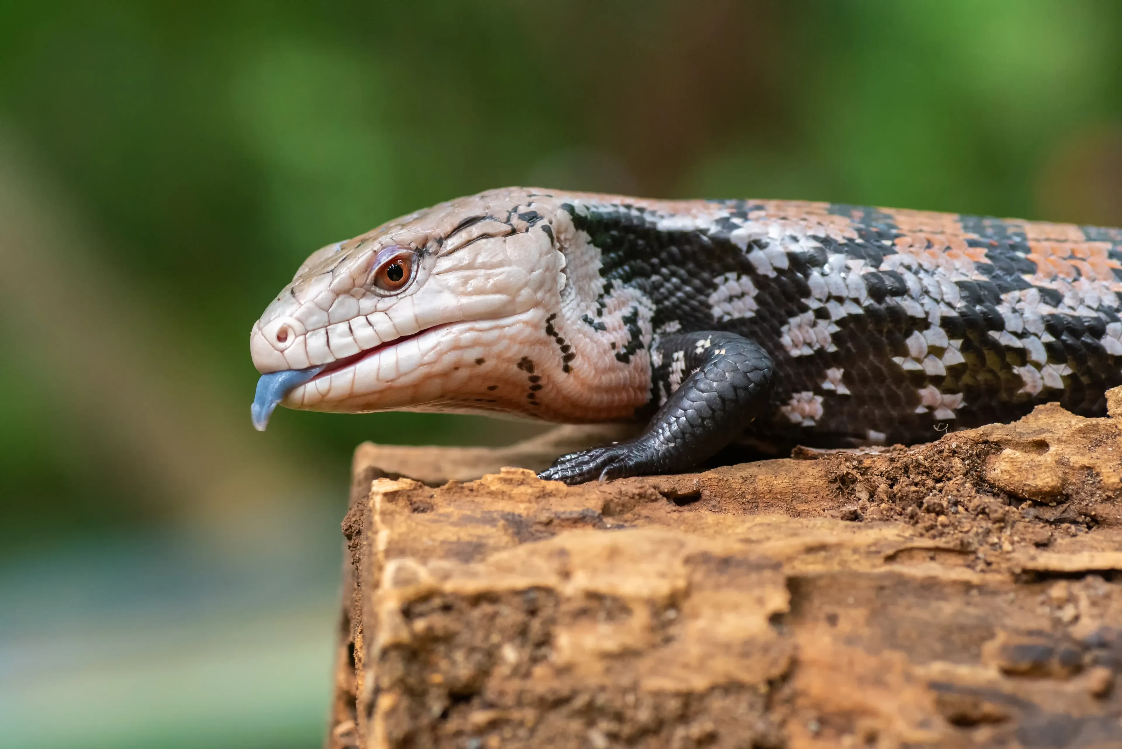 A blue-tongued skink rests on textured brown wood, a wide bright-blue tongue peeking from its mouth. Smooth tan scales cover its head, and dark bands wrap its glossy body against blurred green leaves.