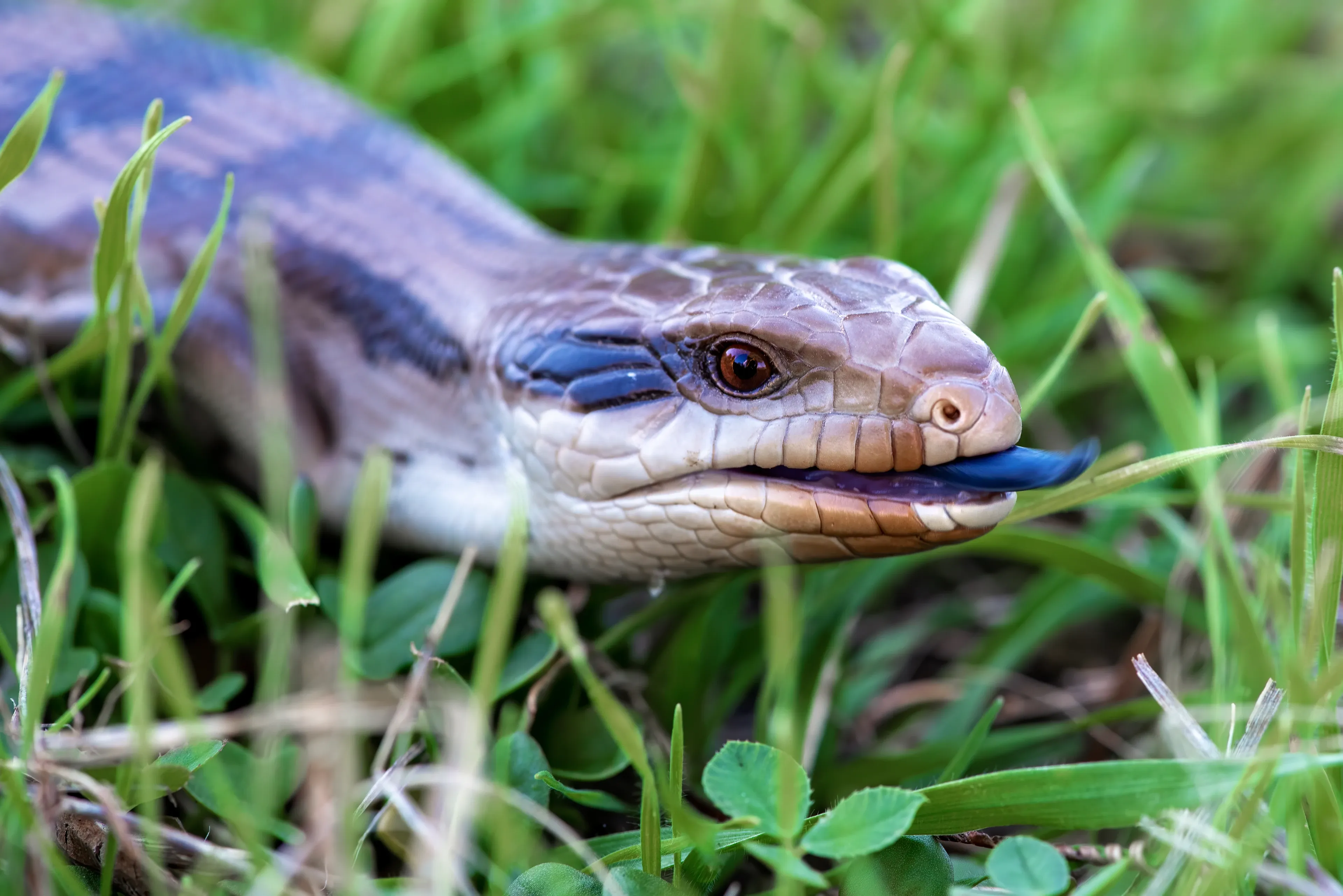 A blue-tongued skink moves through lush green grass, flicking a bright blue tongue from the tip of its snout. Smooth tan and grey-blue scales shine as clover leaves surround its head.