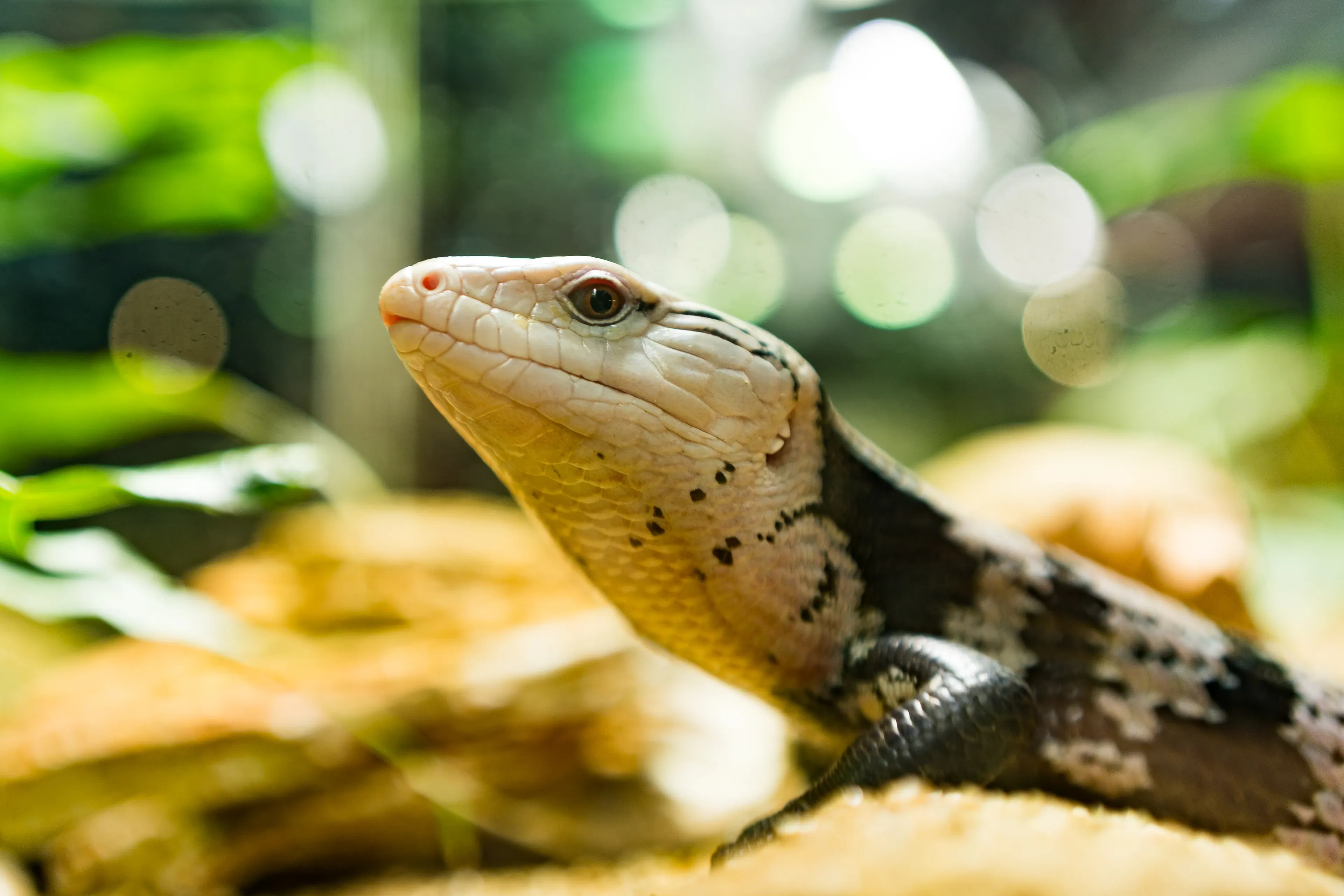 A blue-tongued skink raises its pale cream head and looks upward, one small dark front leg on sandy ground. Dark mottled scales cover its body, with bright green leaves blurred behind it.