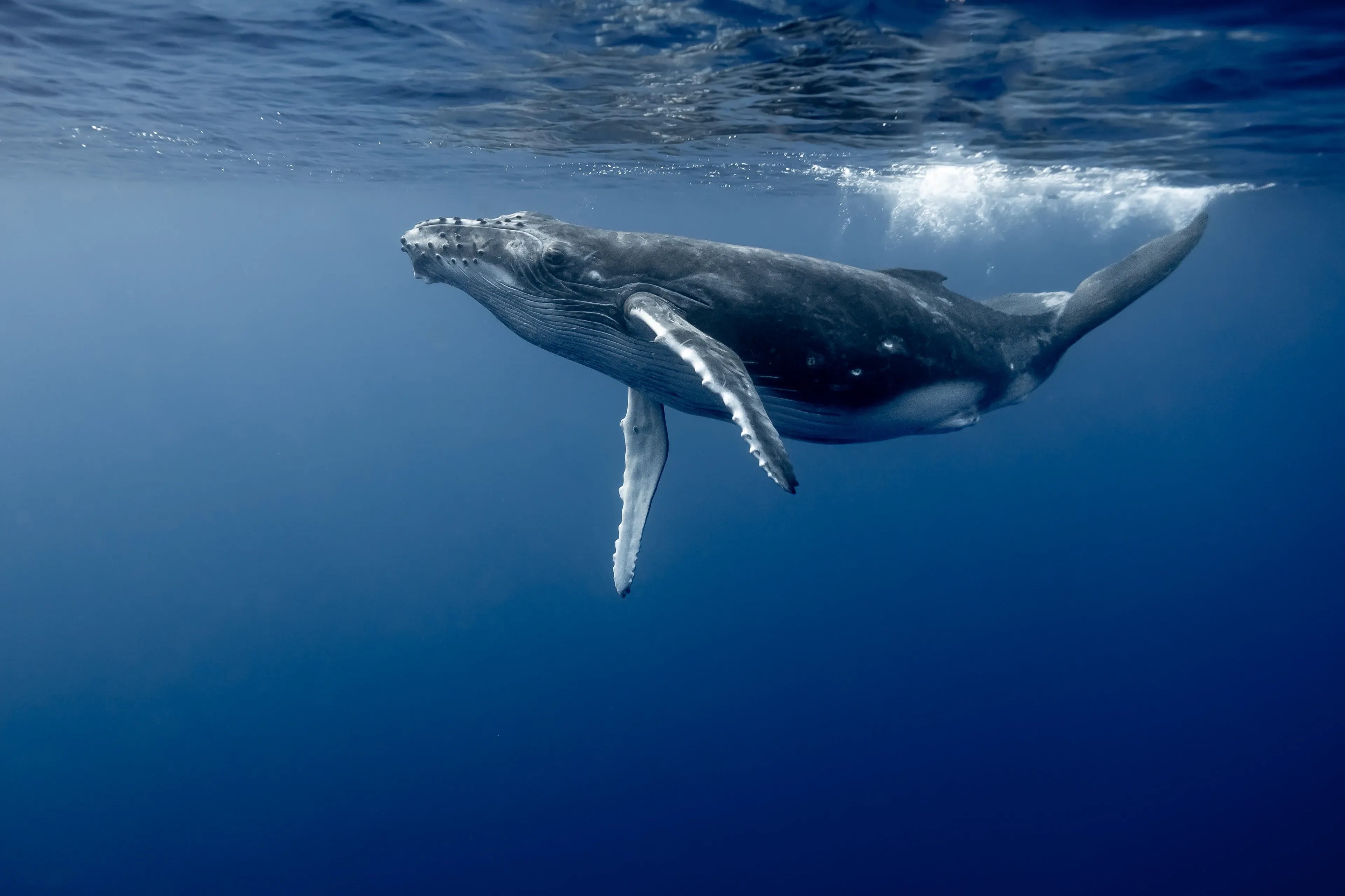 A blue whale swims just below the ocean surface, a long pale flipper hanging down through the blue water. Mottled dark skin and a small dorsal fin show as sunlight and bubbles shimmer above.
