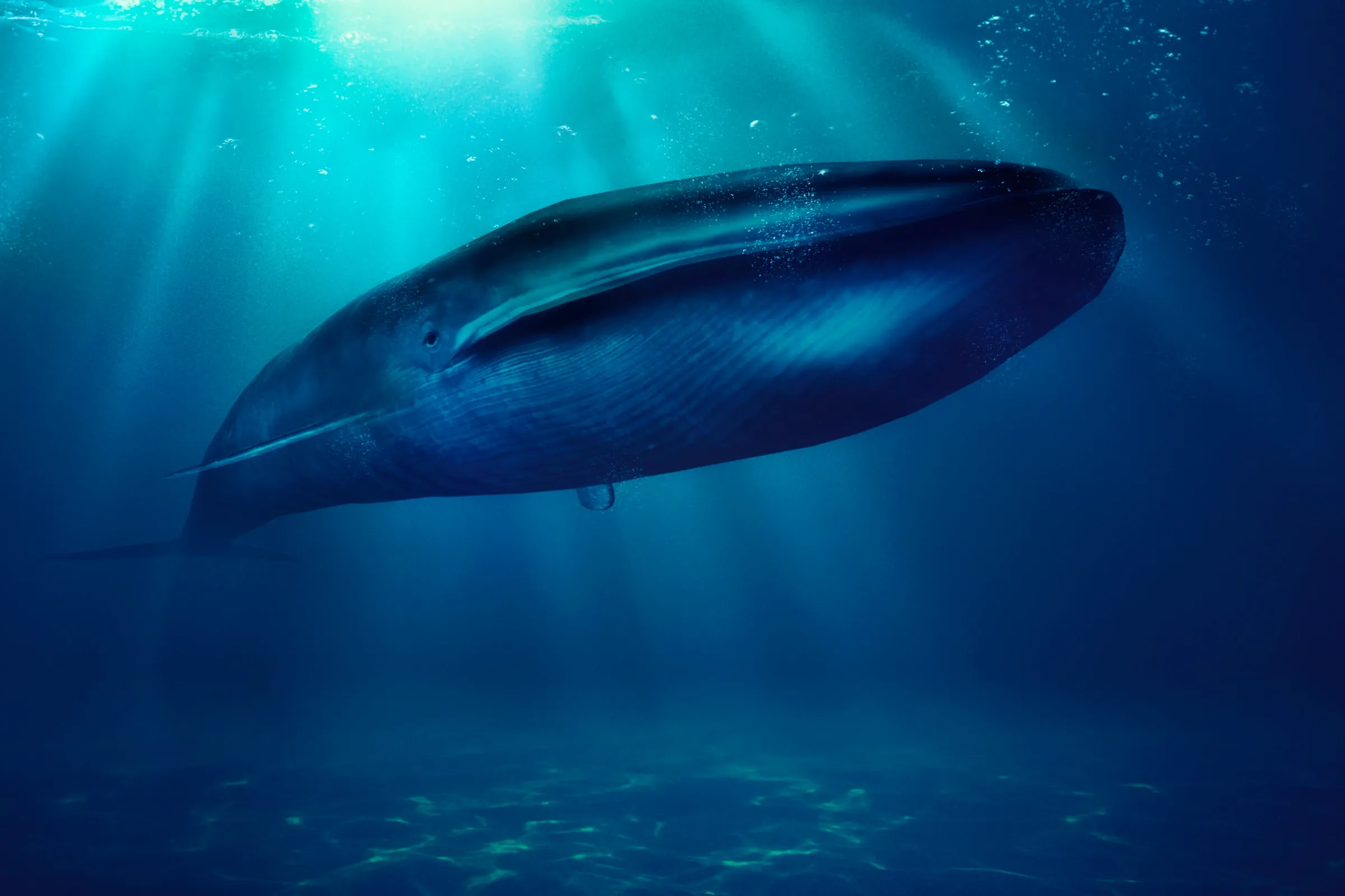 A blue whale glides diagonally upward through deep blue water as sunbeams shine down from the surface. Throat grooves show along its long, mottled blue-grey body.