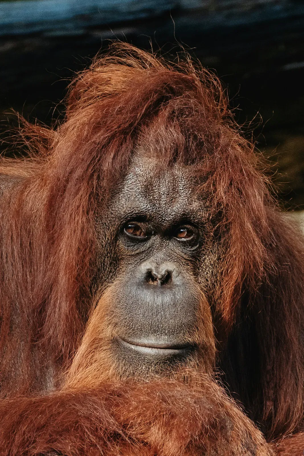 A close-up portrait of an orangutan with long reddish-orange hair and a bare grey-brown face, looking at the camera.